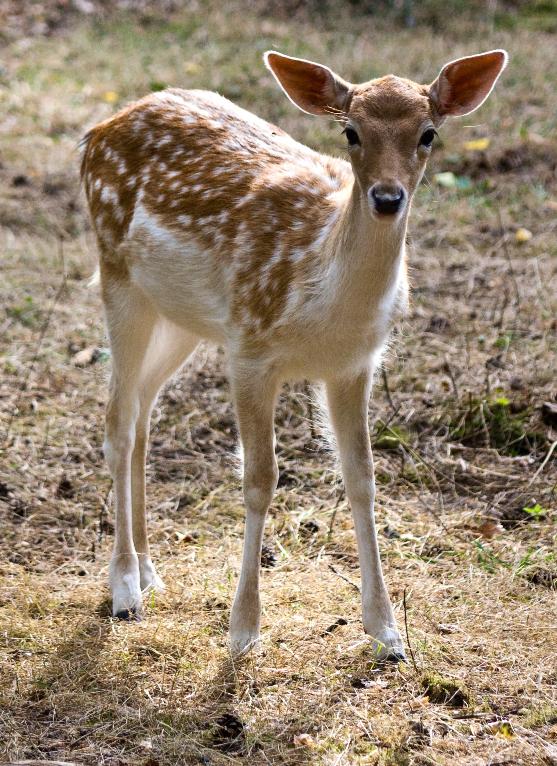 Breathtaking deer, Free download photos, Pexels stock photos, Inspiring shots, 1830x2510 HD Handy
