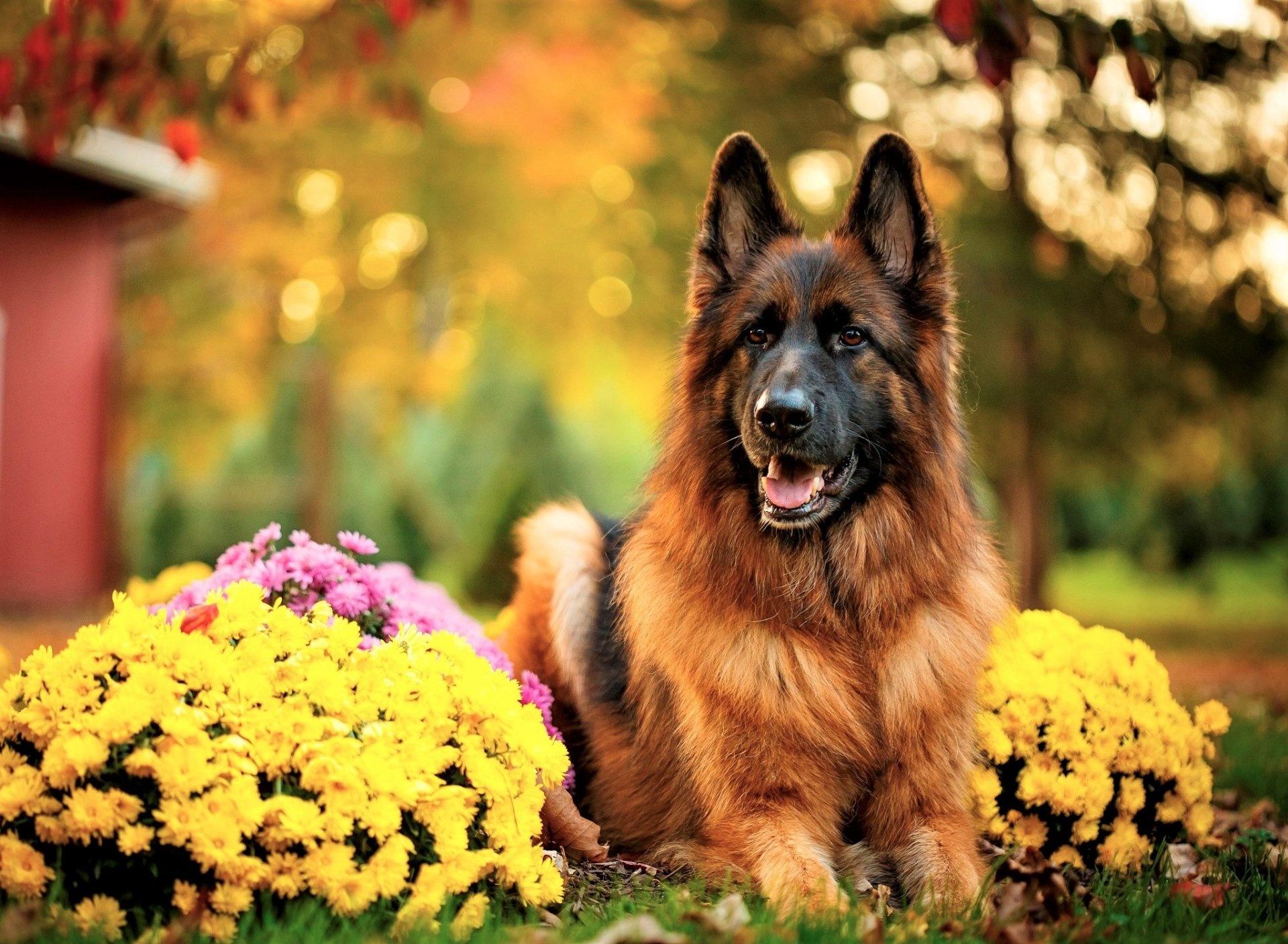 Belgian Tervuren, Cute dog images, Full HD quality, Beautiful backgrounds, 1920x1410 HD Desktop