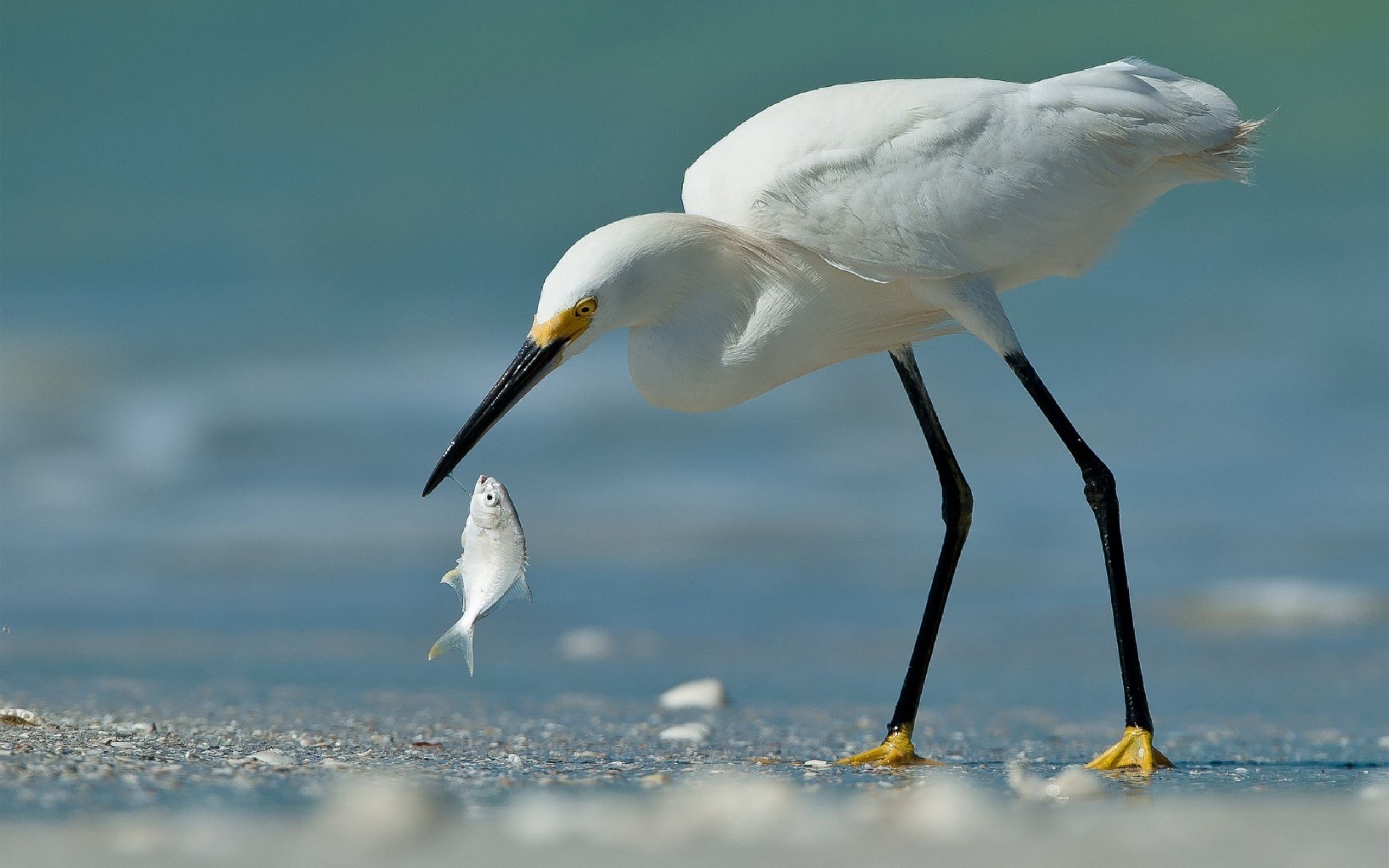 Beach birds, Coastal wildlife, Picturesque moments, Scenic wallpapers, 2560x1600 HD Desktop