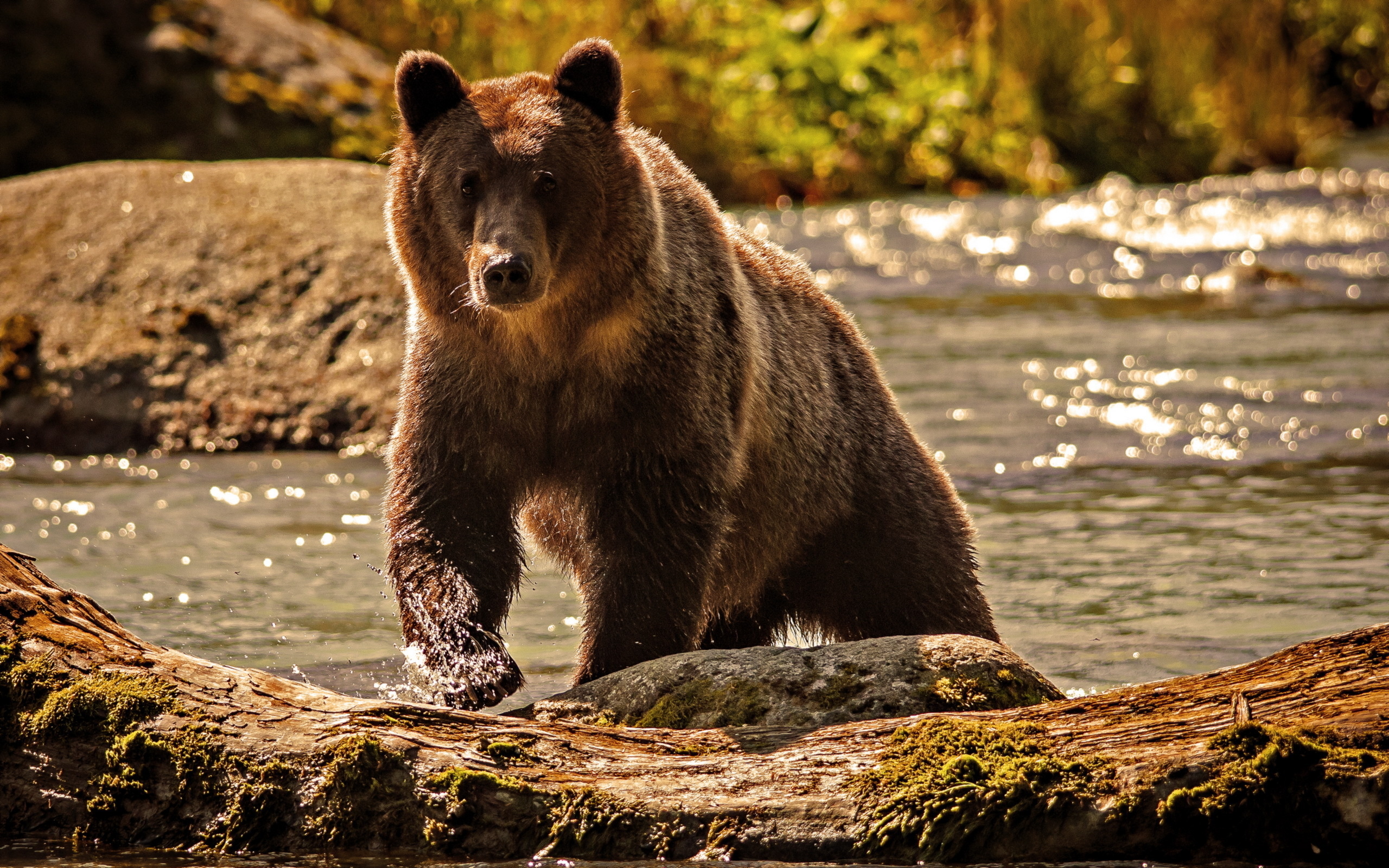 Grizzly Bear, Brown bear pictures, Inspiring wildlife, Striking imagery, 2560x1600 HD Desktop