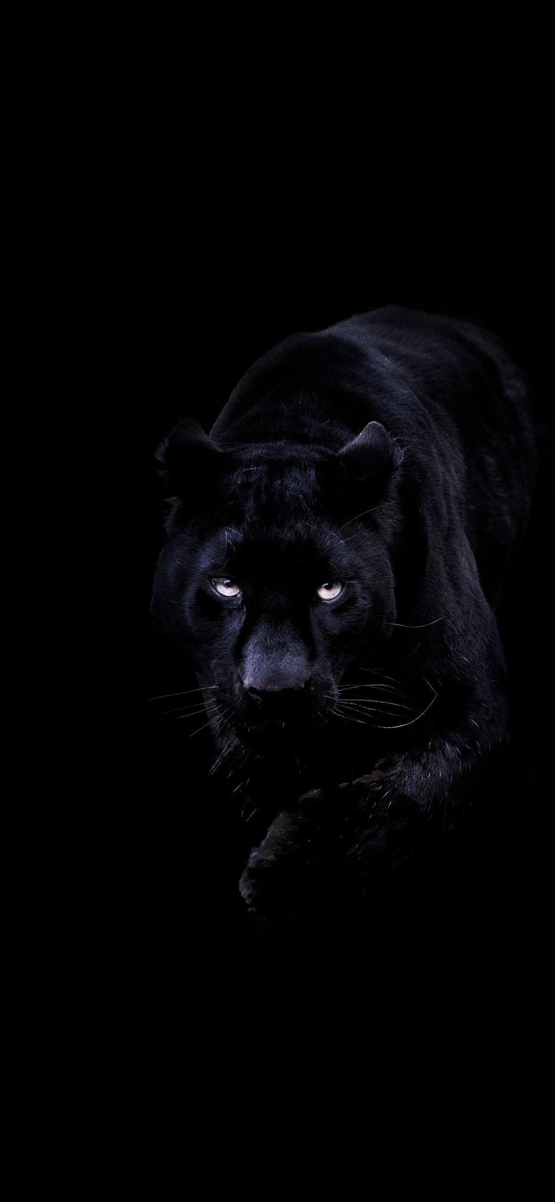 Black Panther (Animal): Melanistic big cat species, Felidae family. 1130x2440 HD Wallpaper.