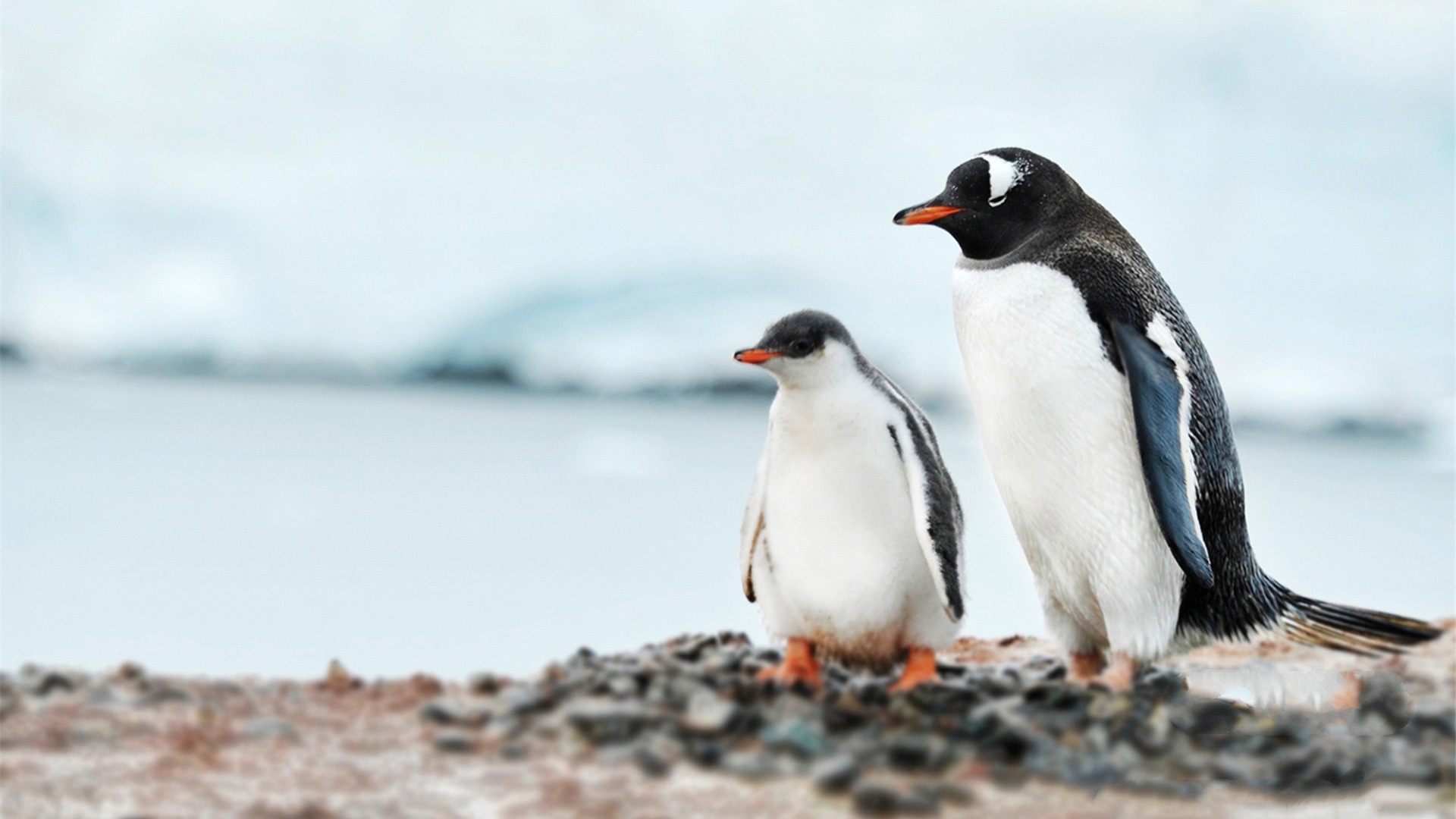 Penguin, Antarctic habitat, KDE store, Chilly wonderland, 1920x1080 Full HD Desktop