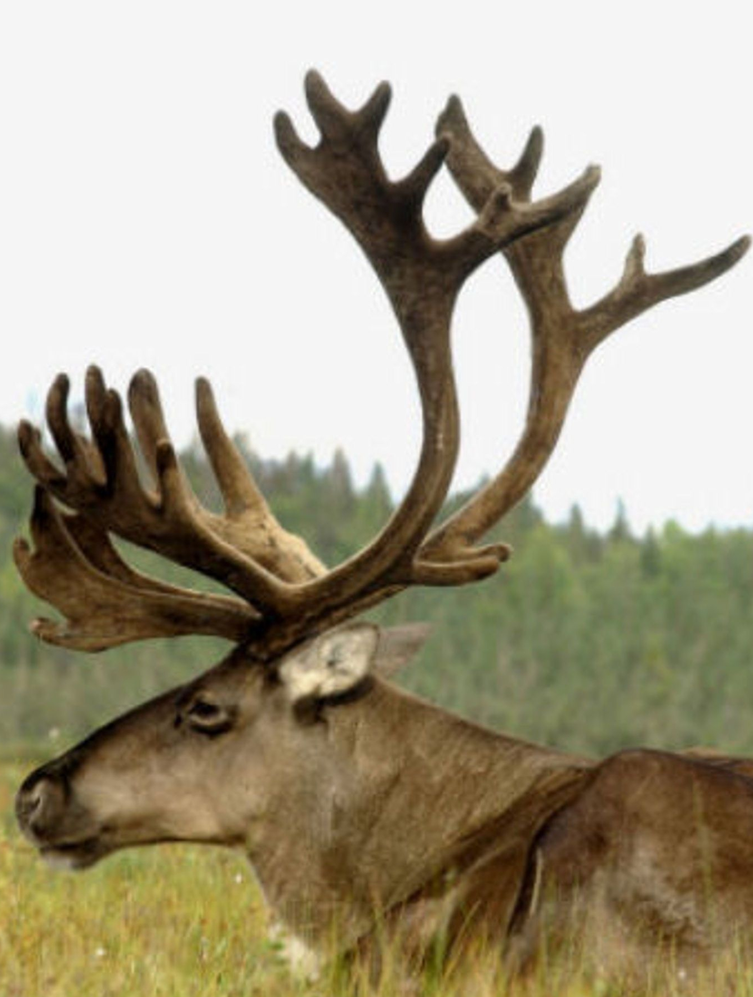 Caribou, Deer poster, Wildlife art, Hunting inspiration, 1500x1990 HD Phone