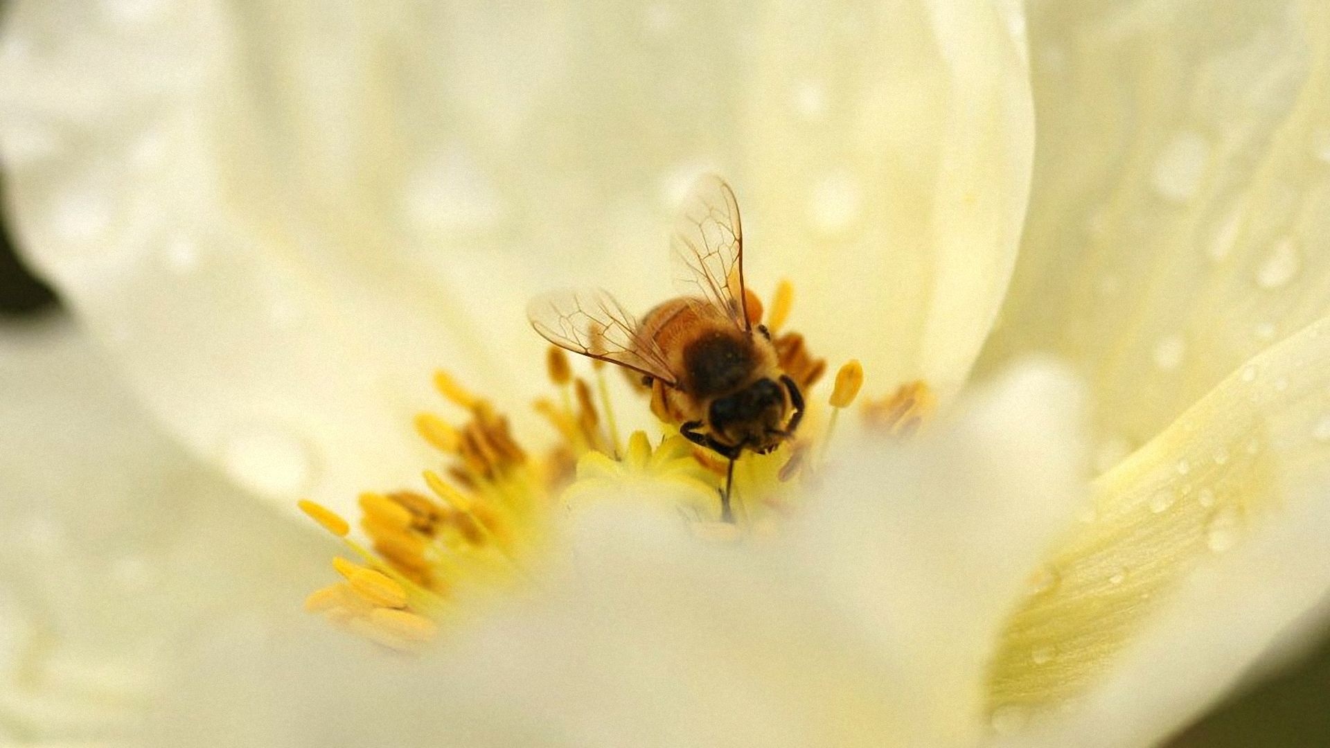 Bee: Pollination, The act of transferring pollen grains, Insect. 1920x1080 Full HD Background.