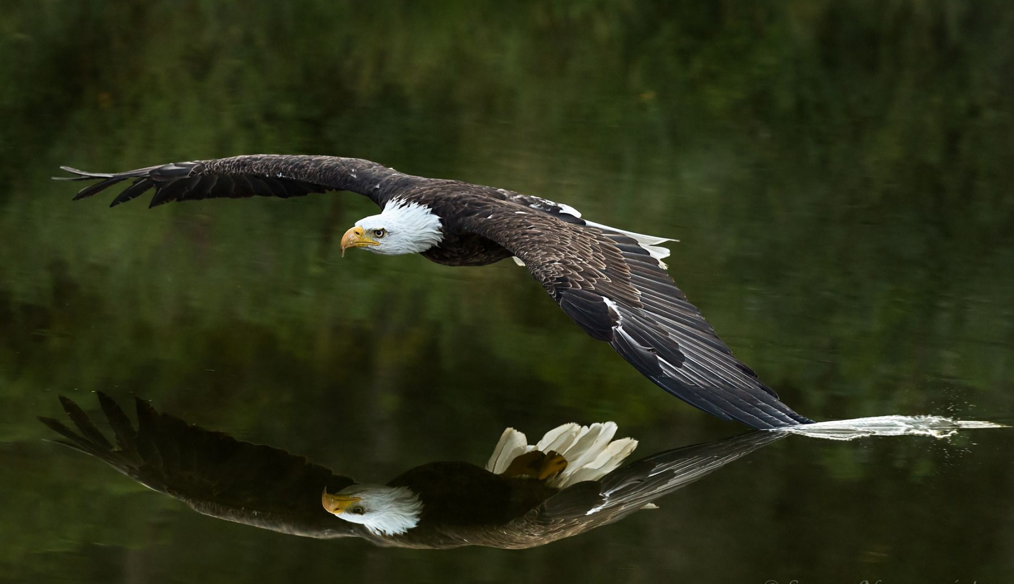 Bald Eagle, Touching the water, Aquatic elegance, Unique photograph, 2050x1190 HD Desktop