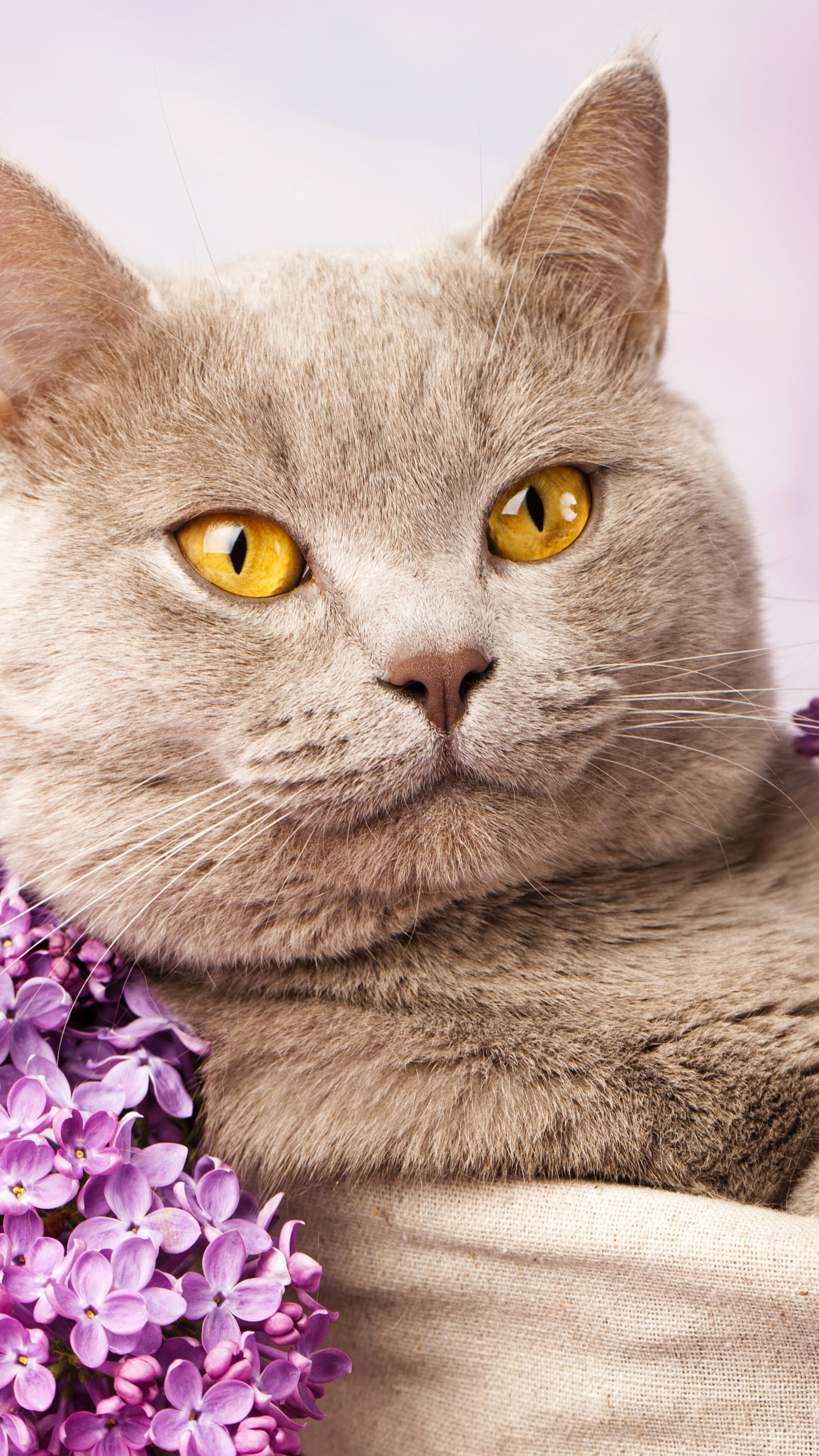 British Cat: The pedigreed version of the traditional English domestic cats, with a distinctively stocky body, dense coat, and broad face. 2160x3840 4K Background.