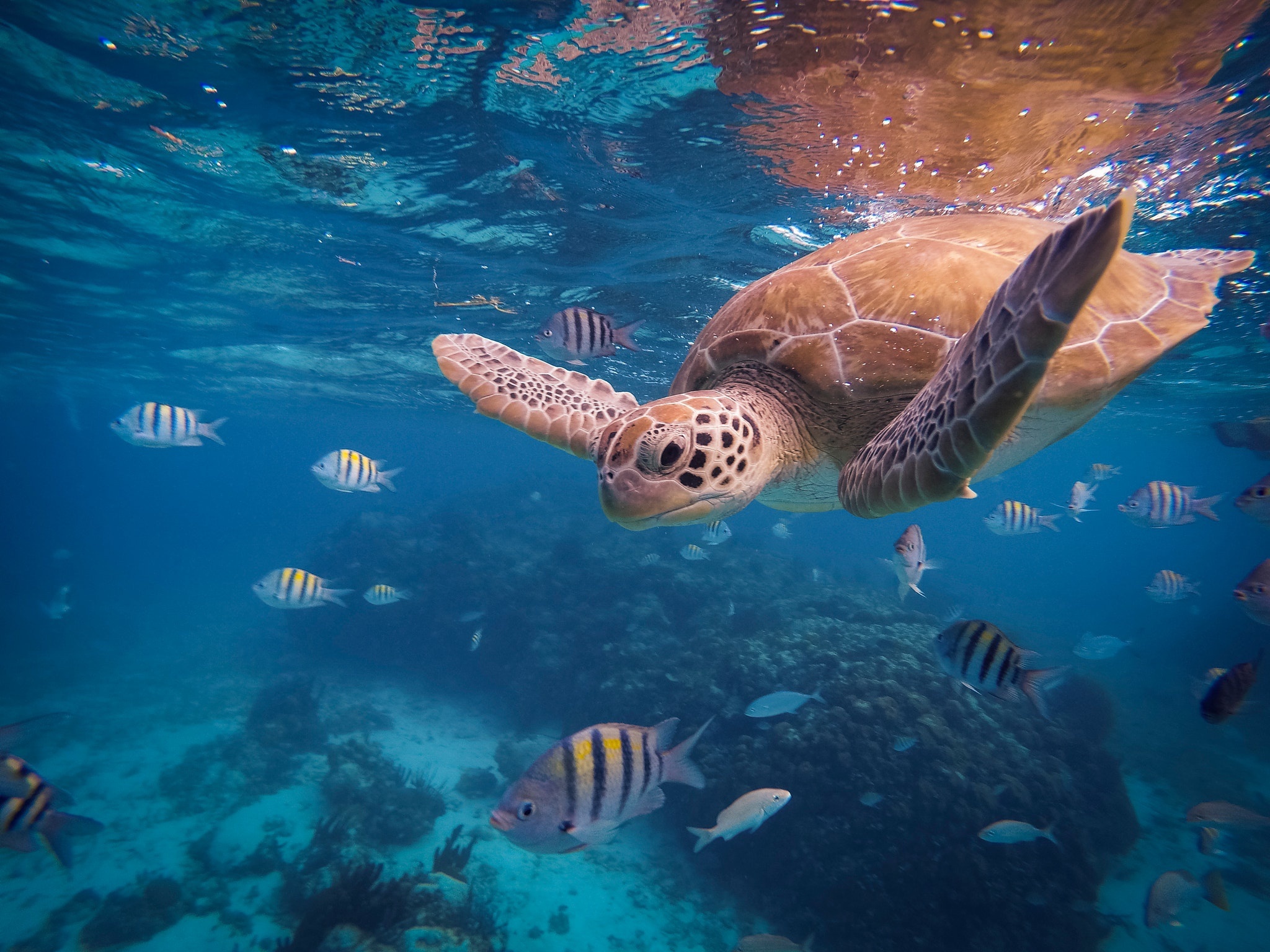 Sea turtle beauty, Breathtaking wallpapers, Splendid marine life, Nature's wonders, 2050x1540 HD Desktop