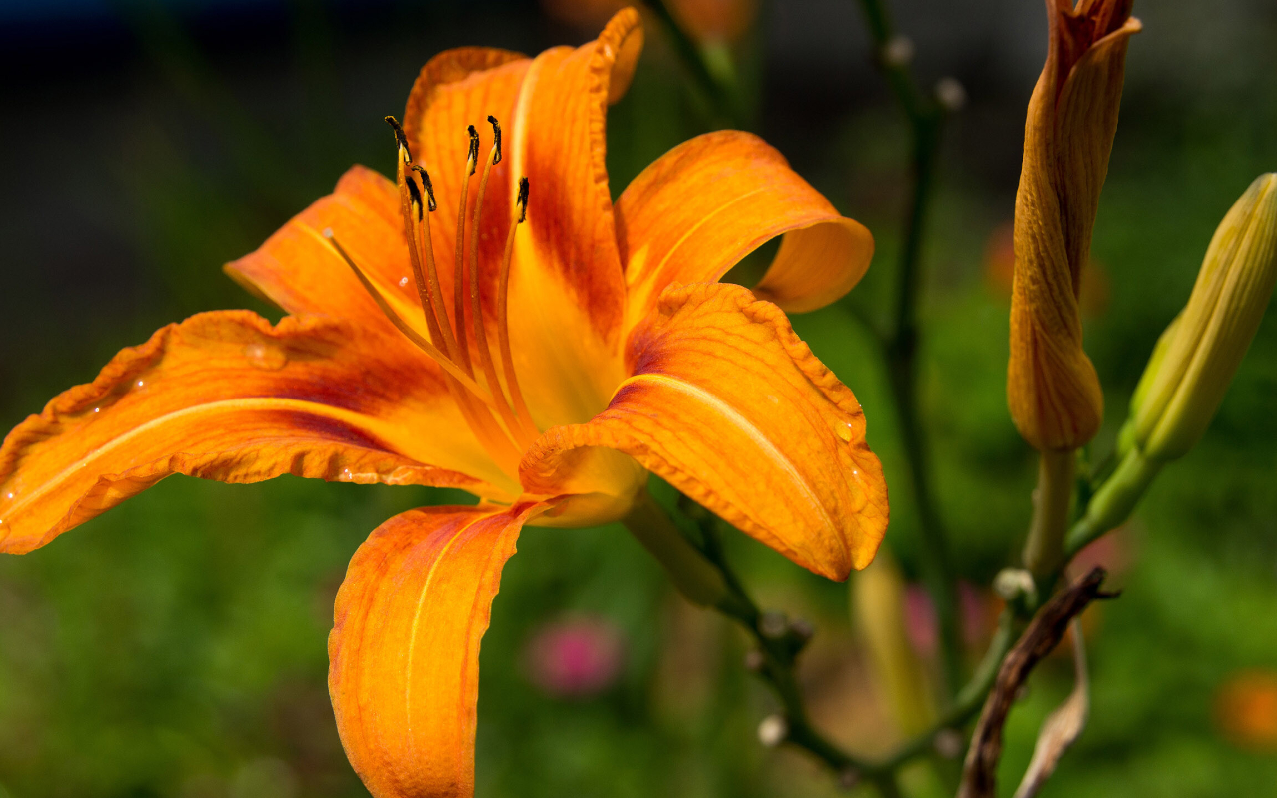 Lily: A species of daylily native to Asia, It is very widely grown as an ornamental plant in temperate climates for its showy flowers and ease of cultivation. 2560x1600 HD Background.