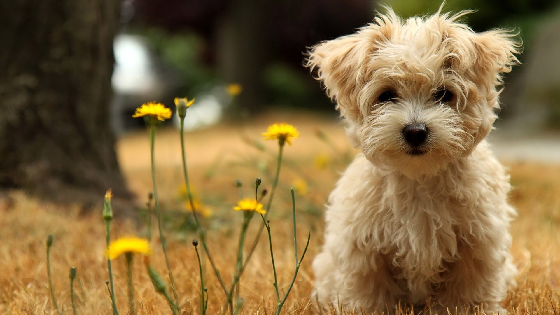 Dog: Most popular domestic animals in the world, Puppy. 1920x1080 Full HD Wallpaper.