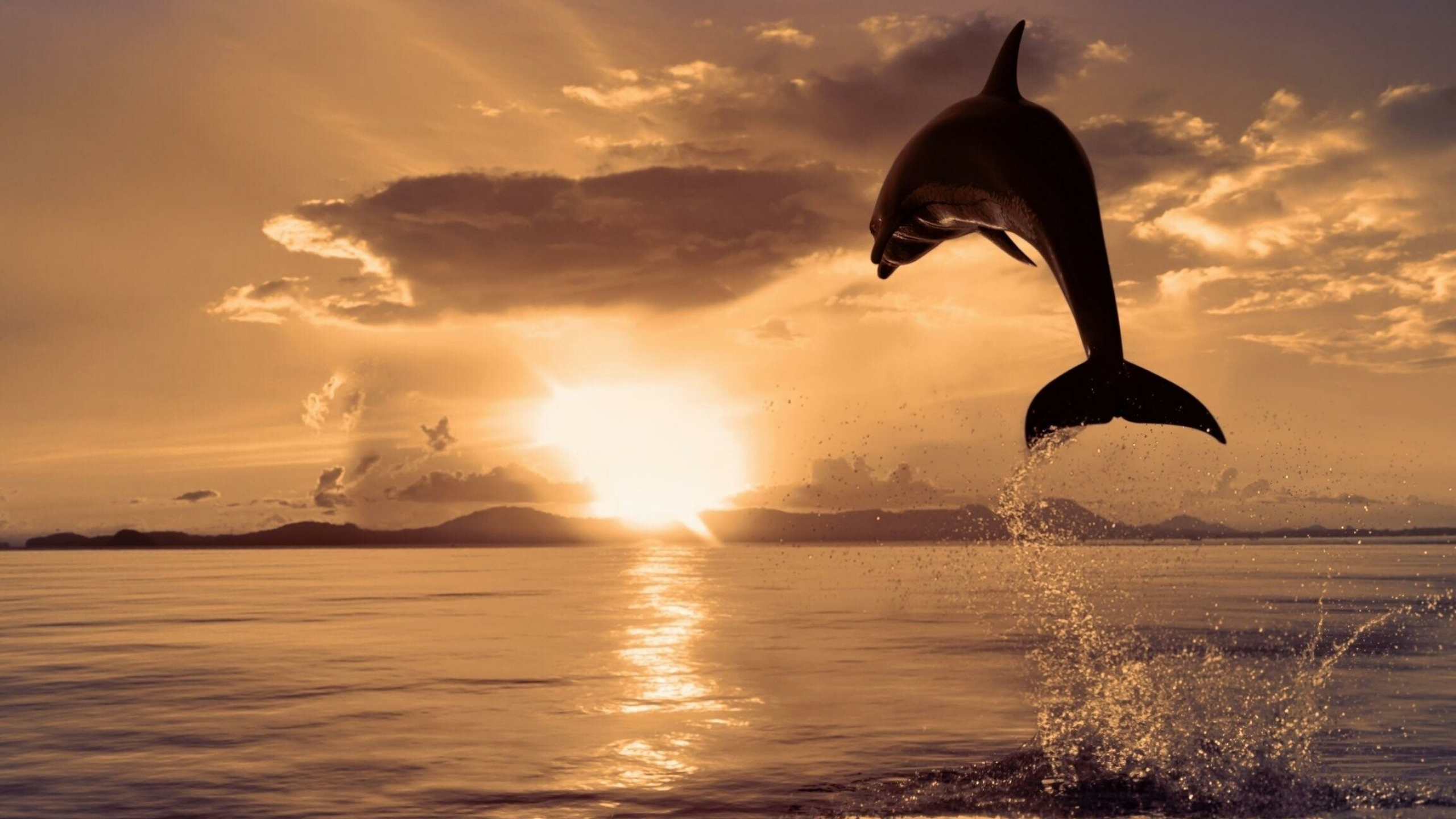 Dolphin: A group of dolphins is called a "school" or a "pod". 2560x1440 HD Background.