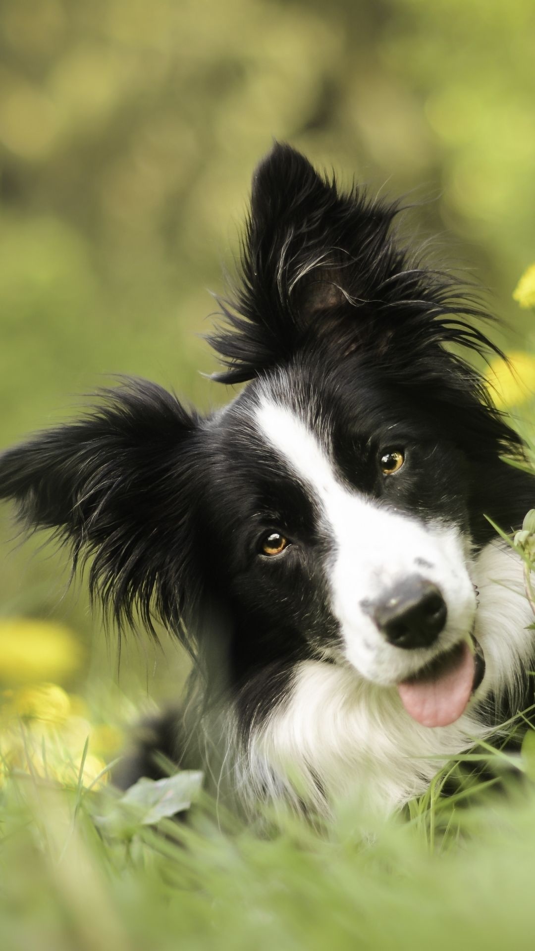 iPhone wallpapers, Collie cuteness, Border Collie love, Adorable screensaver, 1080x1920 Full HD Phone