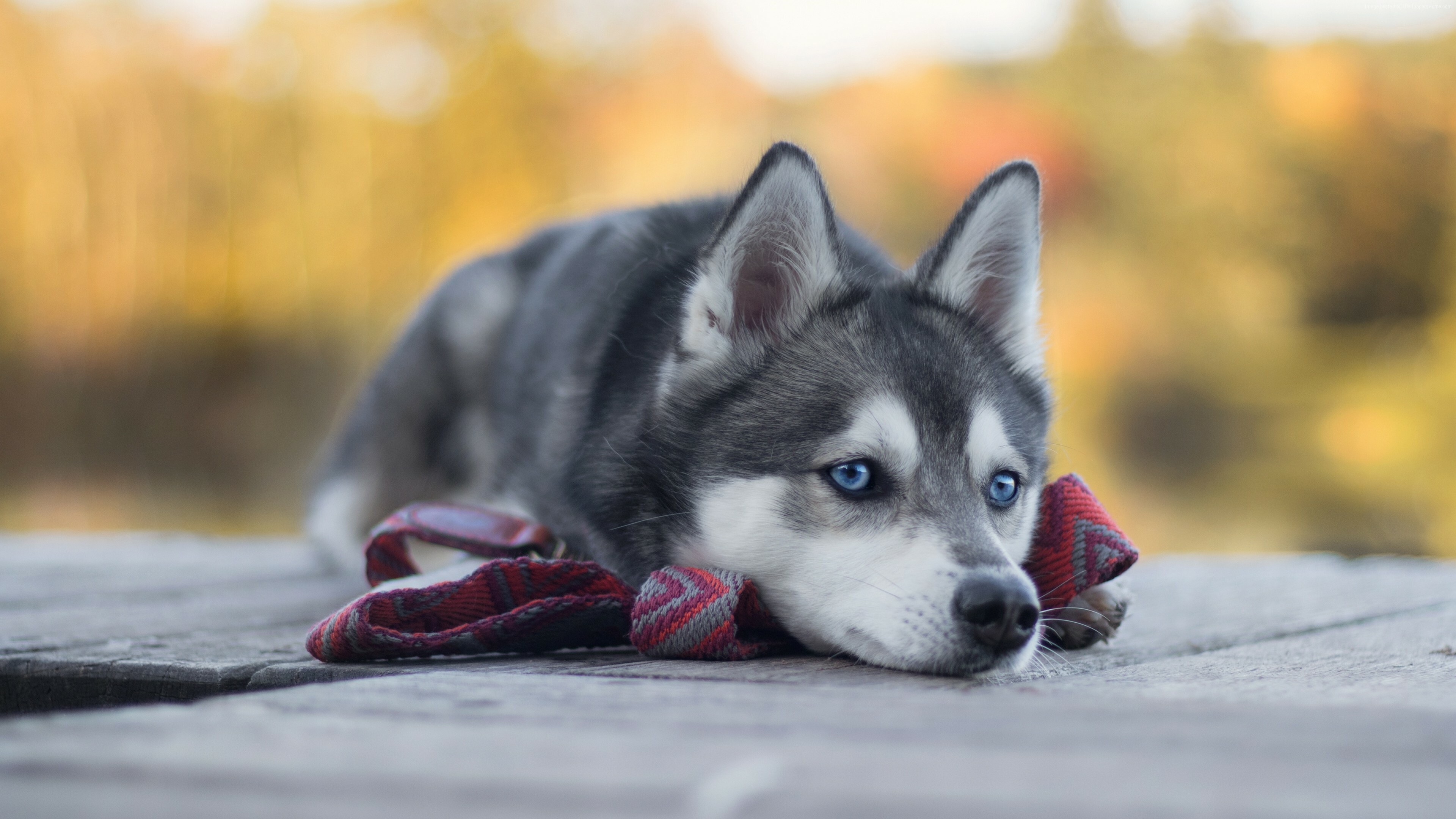 Dog: Alaskan Klee Kai, Bred in three sizes, its weight range is from 5 to 22 pounds as an adult. 3840x2160 4K Wallpaper.