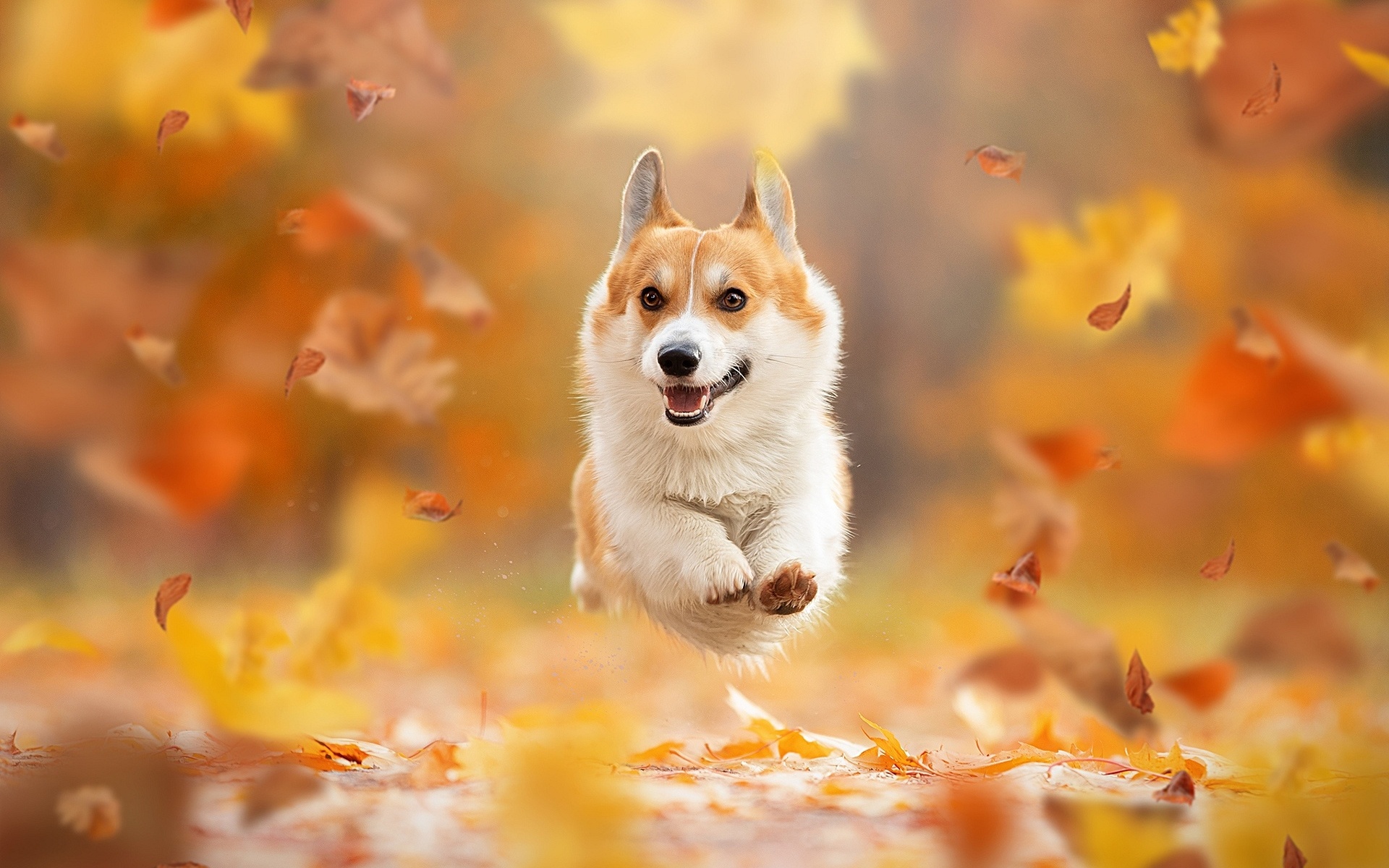 Flying corgi, Autumn pets, Welsh corgi, Dogs, 1920x1200 HD Desktop