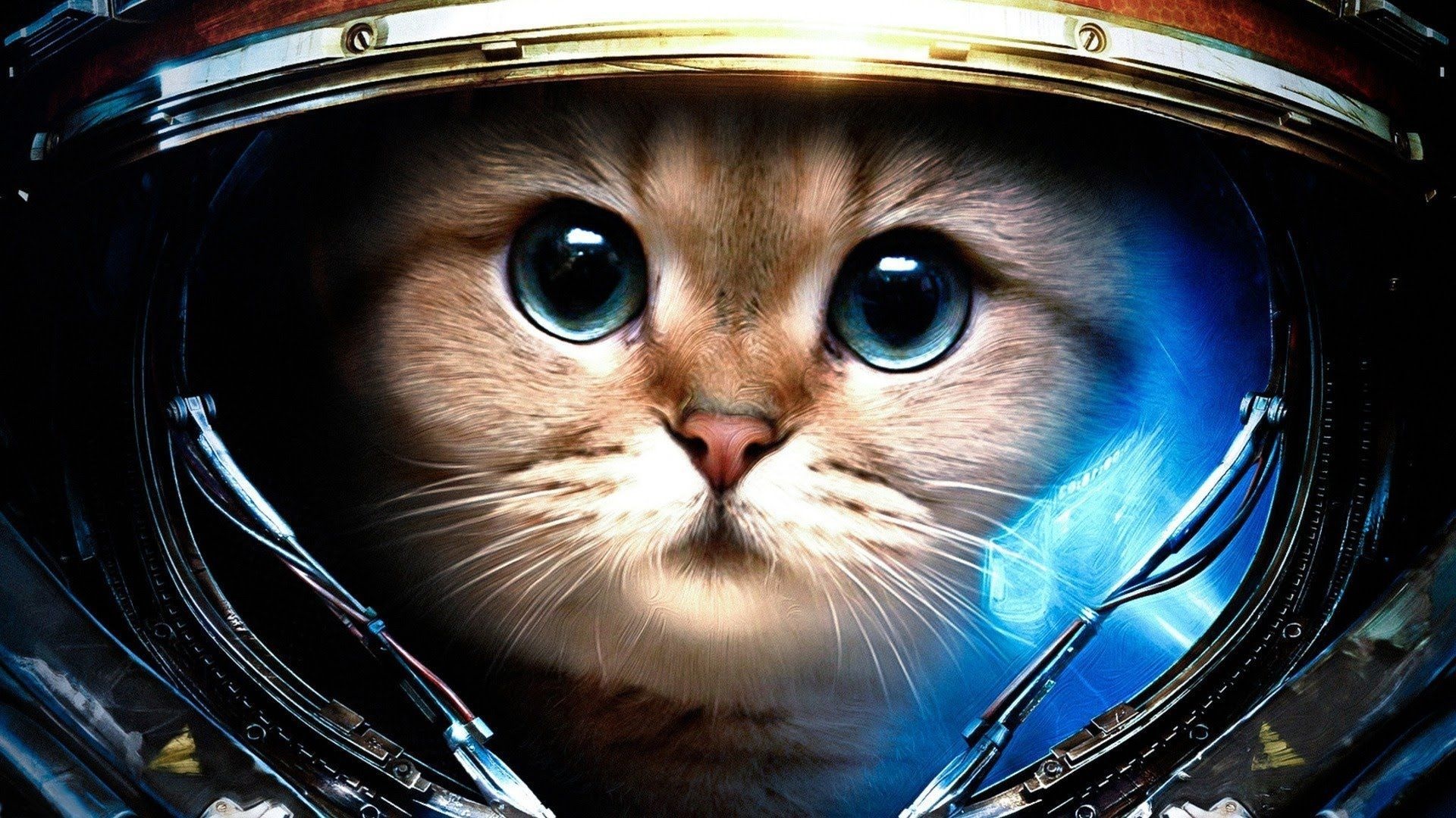 Galaxy Cat, Playful feline, Cosmic background, Astronomical wonder, 1920x1080 Full HD Desktop
