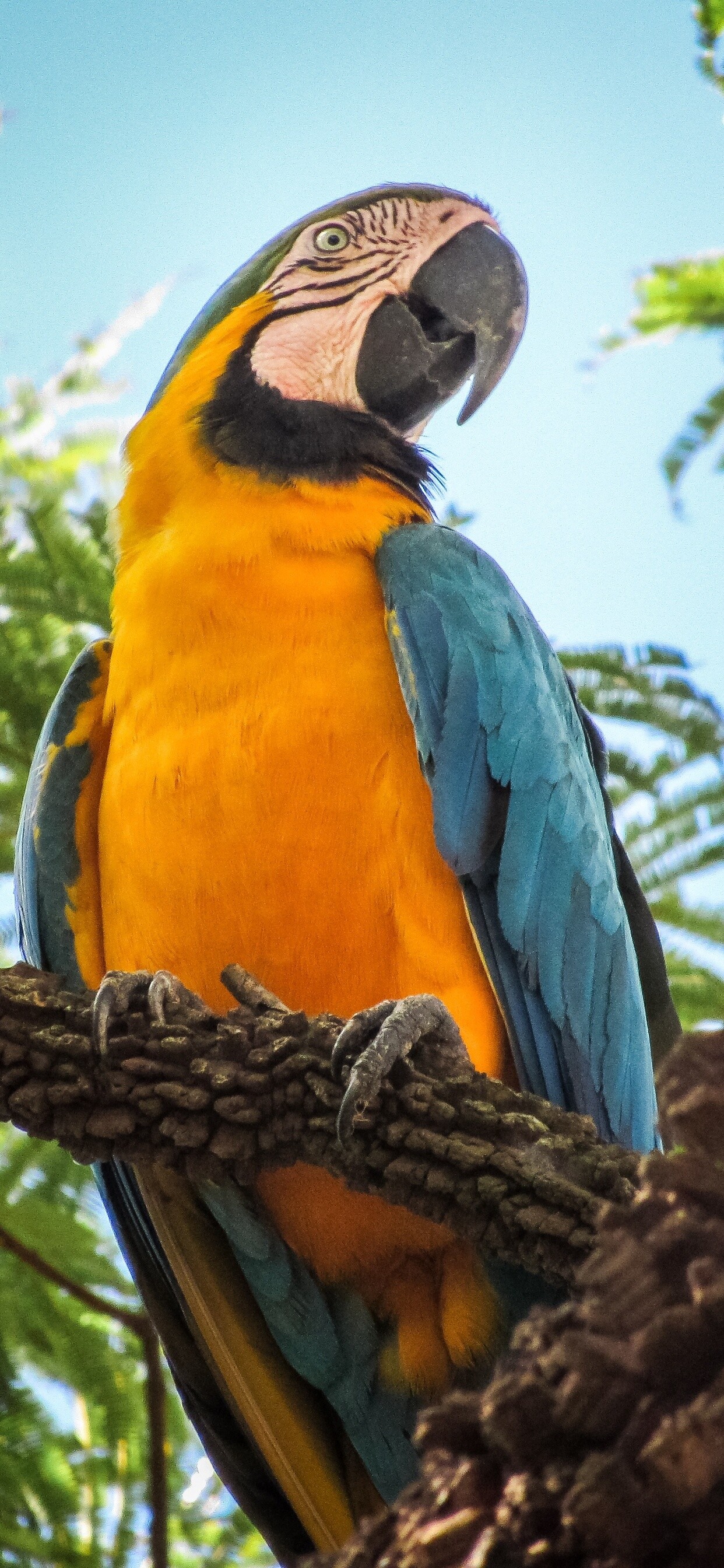 Bird: Macaw, Parrot, Vertebrates with wings and feathers. 1250x2690 HD Wallpaper.