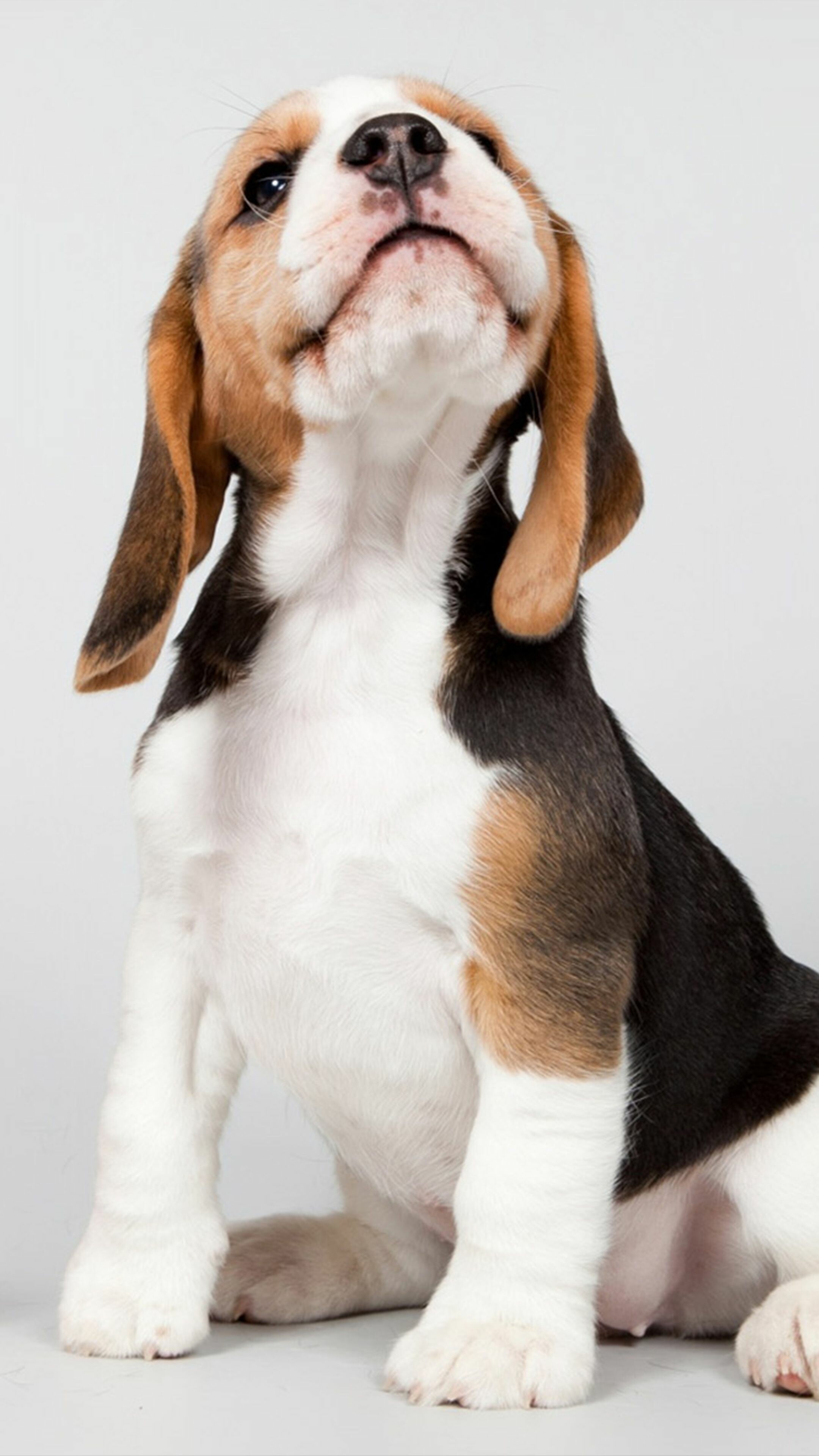 Beagle: The primary breed used as a detection dog for prohibited agricultural imports and foodstuffs. 2160x3840 4K Background.