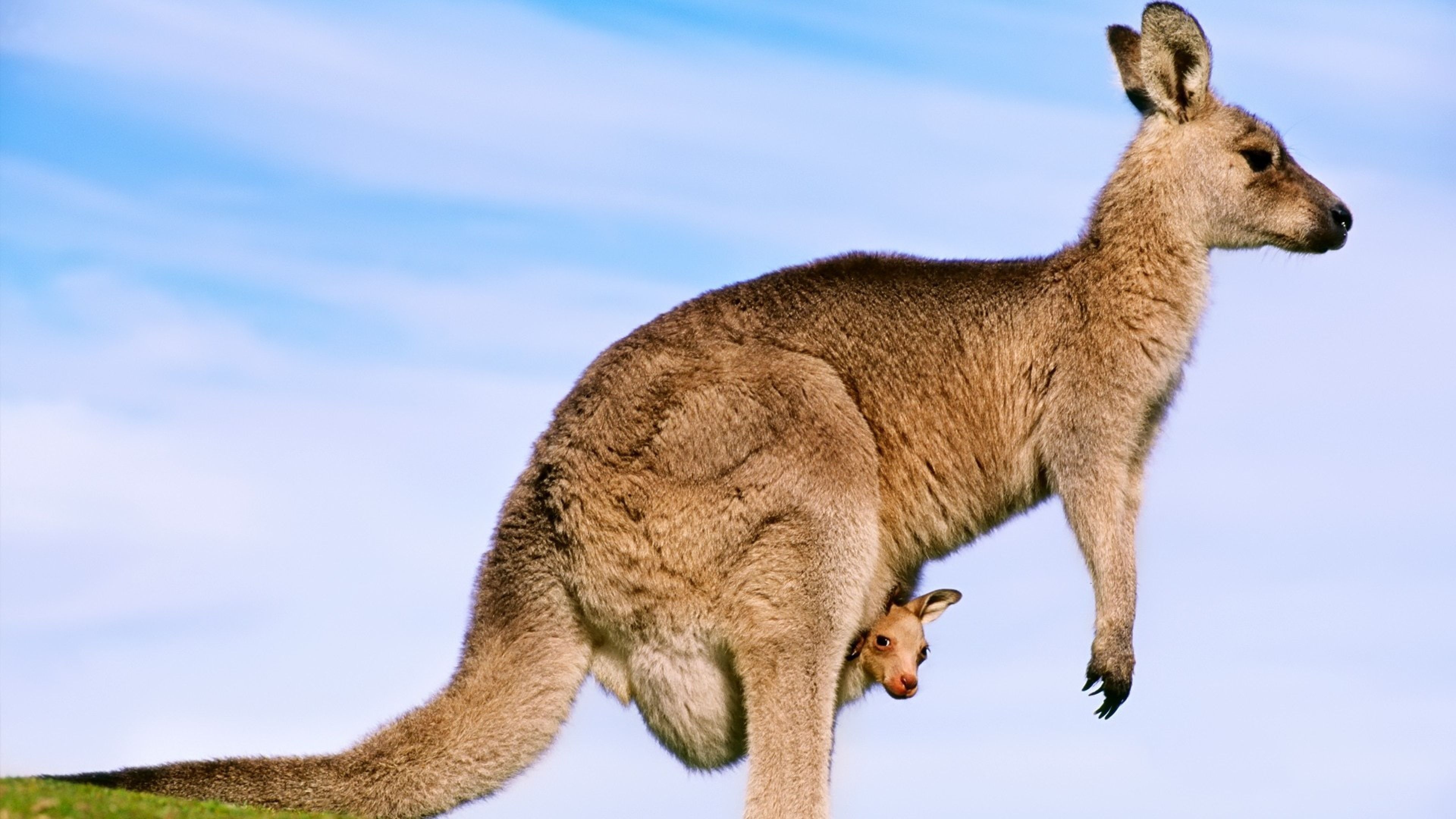 Kangaroo, Adorable baby, Australian wildlife, Funny animal, 3840x2160 4K Desktop
