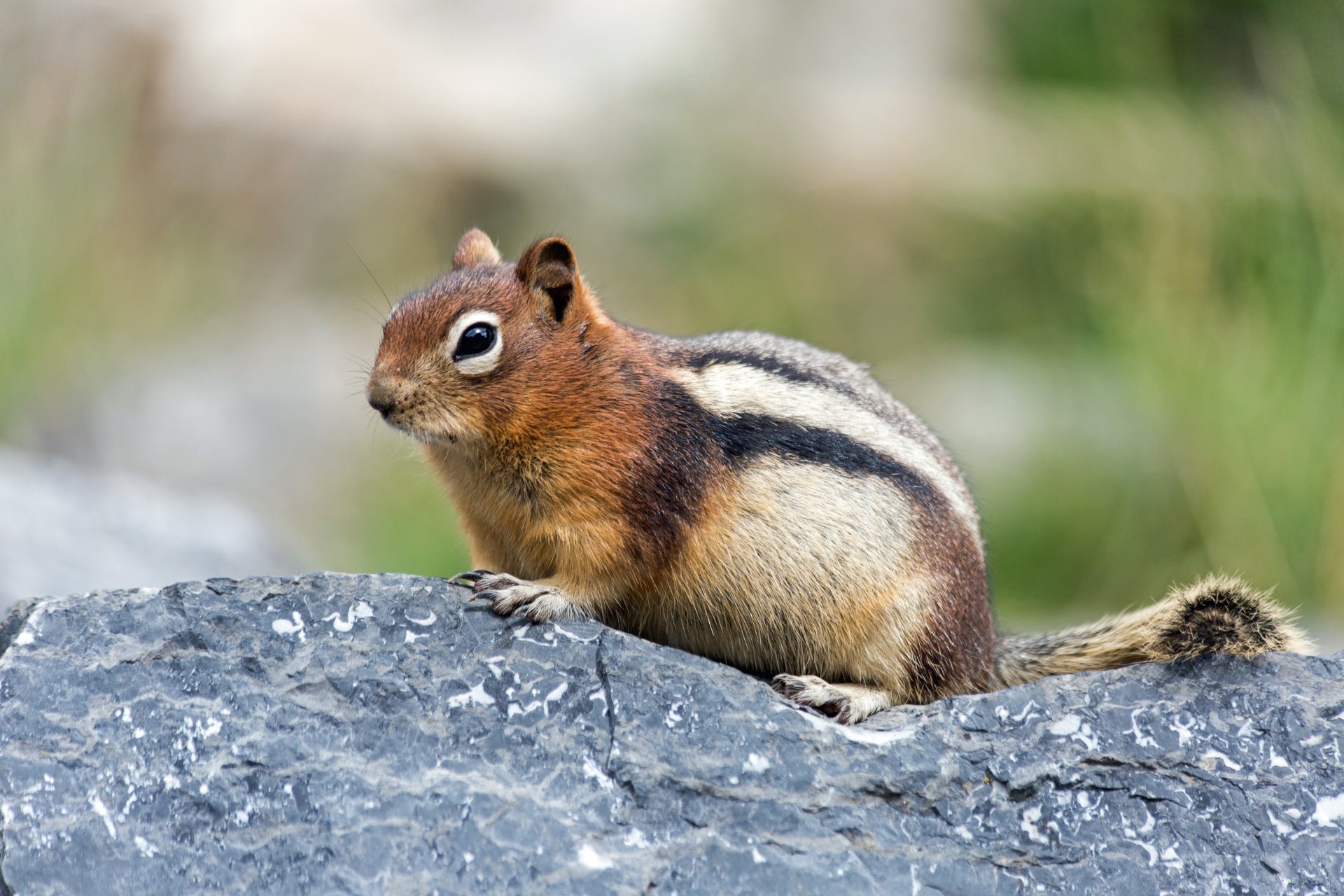 Chipmunk: Great diggers and can construct extensive underground burrow systems. 1920x1280 HD Wallpaper.
