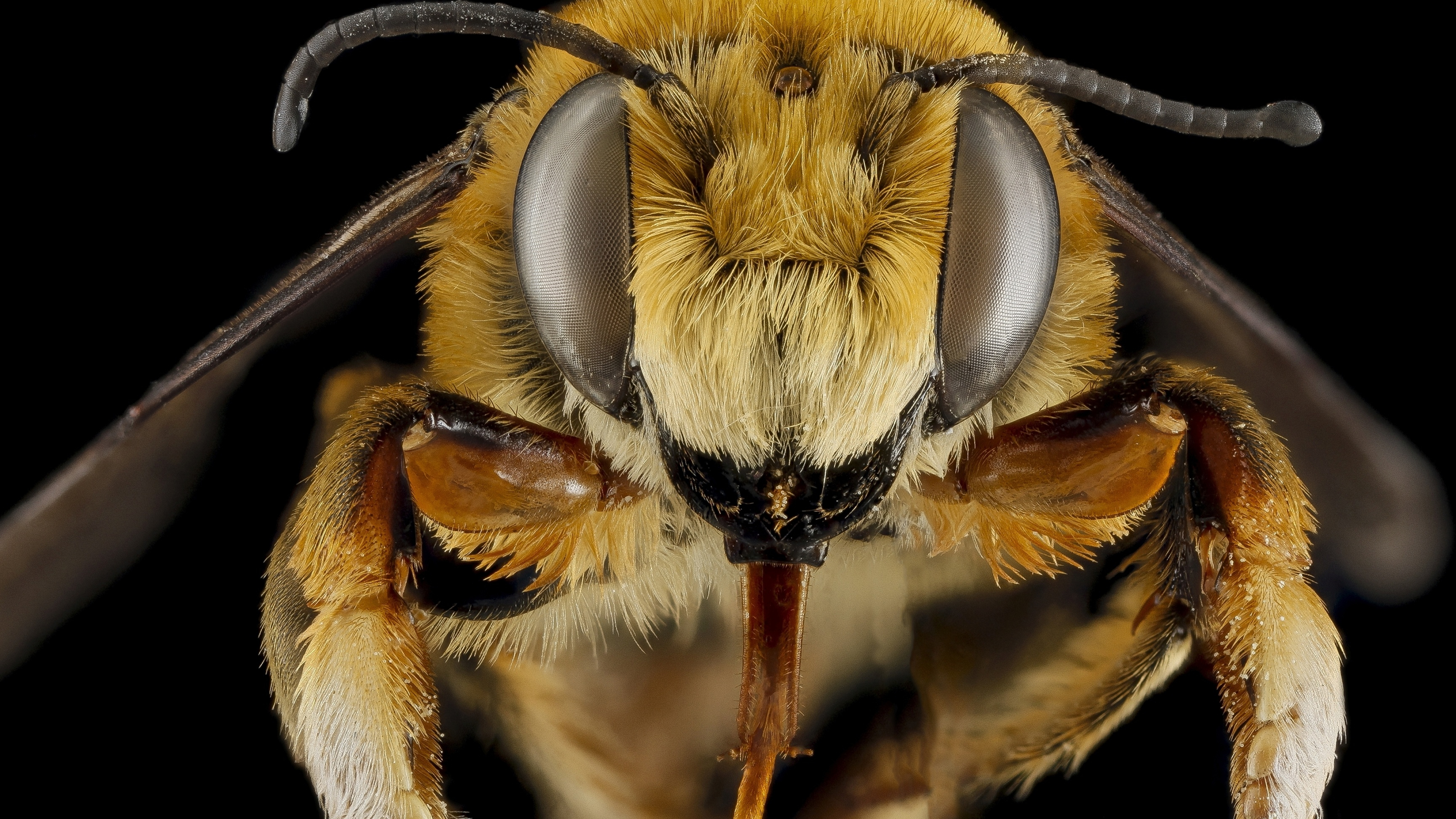 Bee: Bees, A monophyletic lineage within the superfamily Apoidea, Close-up. 3840x2160 4K Background.