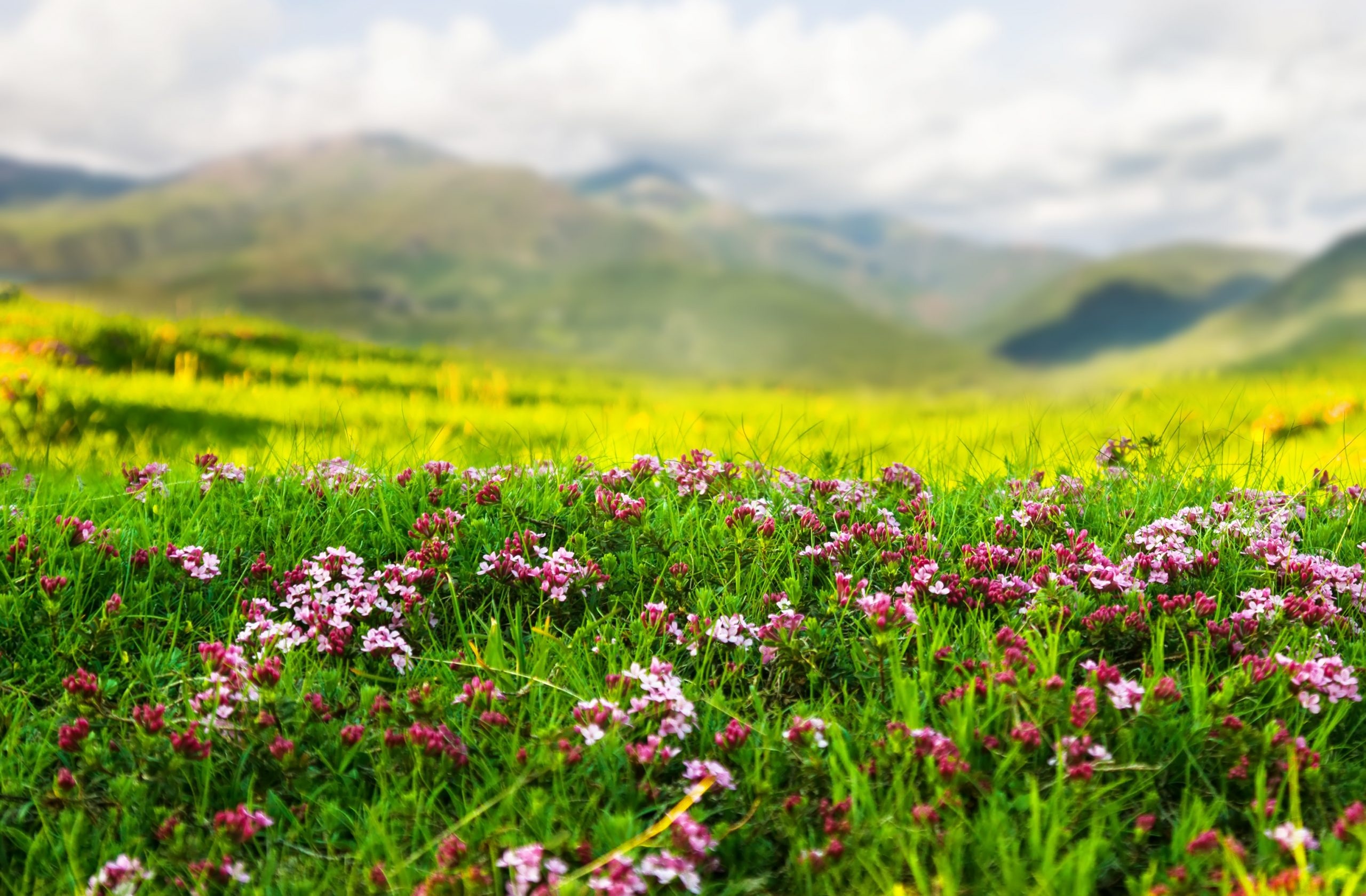Valley of Flowers, India, Carboncraft, Travels, 2560x1680 HD Desktop