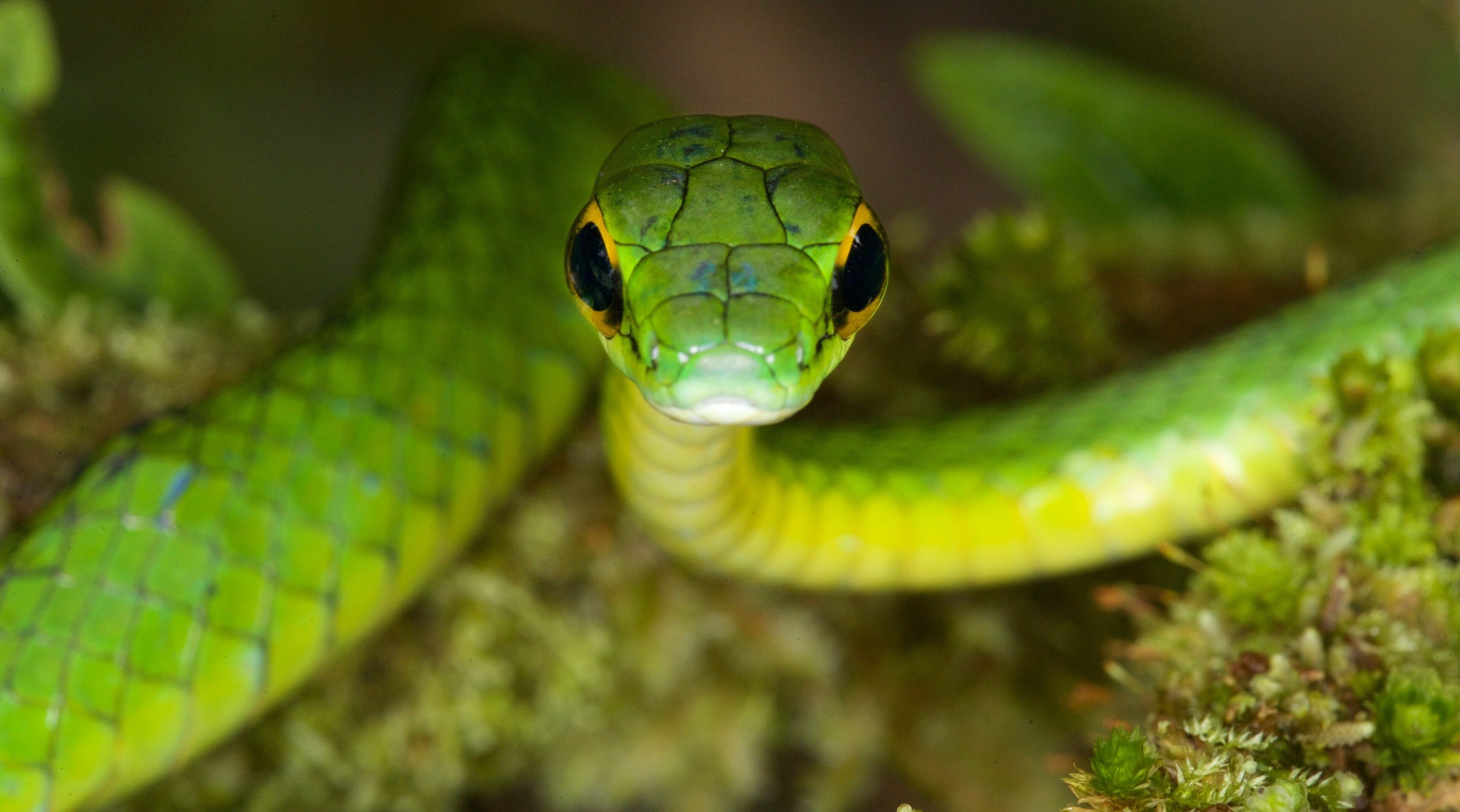 Snake: Satiny Parrot Snake, Animal, Scaled reptile, Serpentes. 3840x2140 HD Wallpaper.