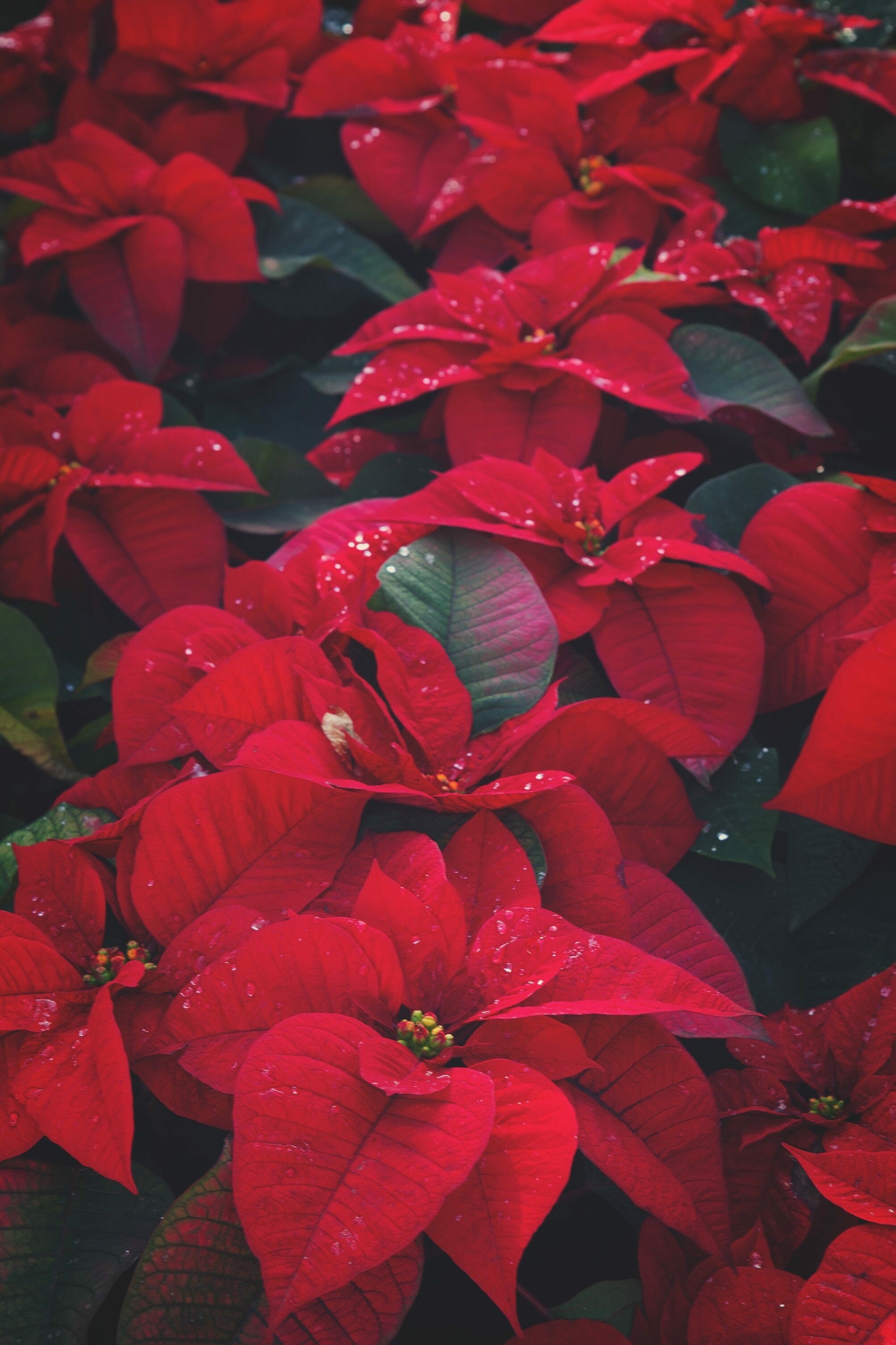 Poinsettia: Blooming indoor plants, Well known for its red and green foliage. 2010x3010 HD Wallpaper.