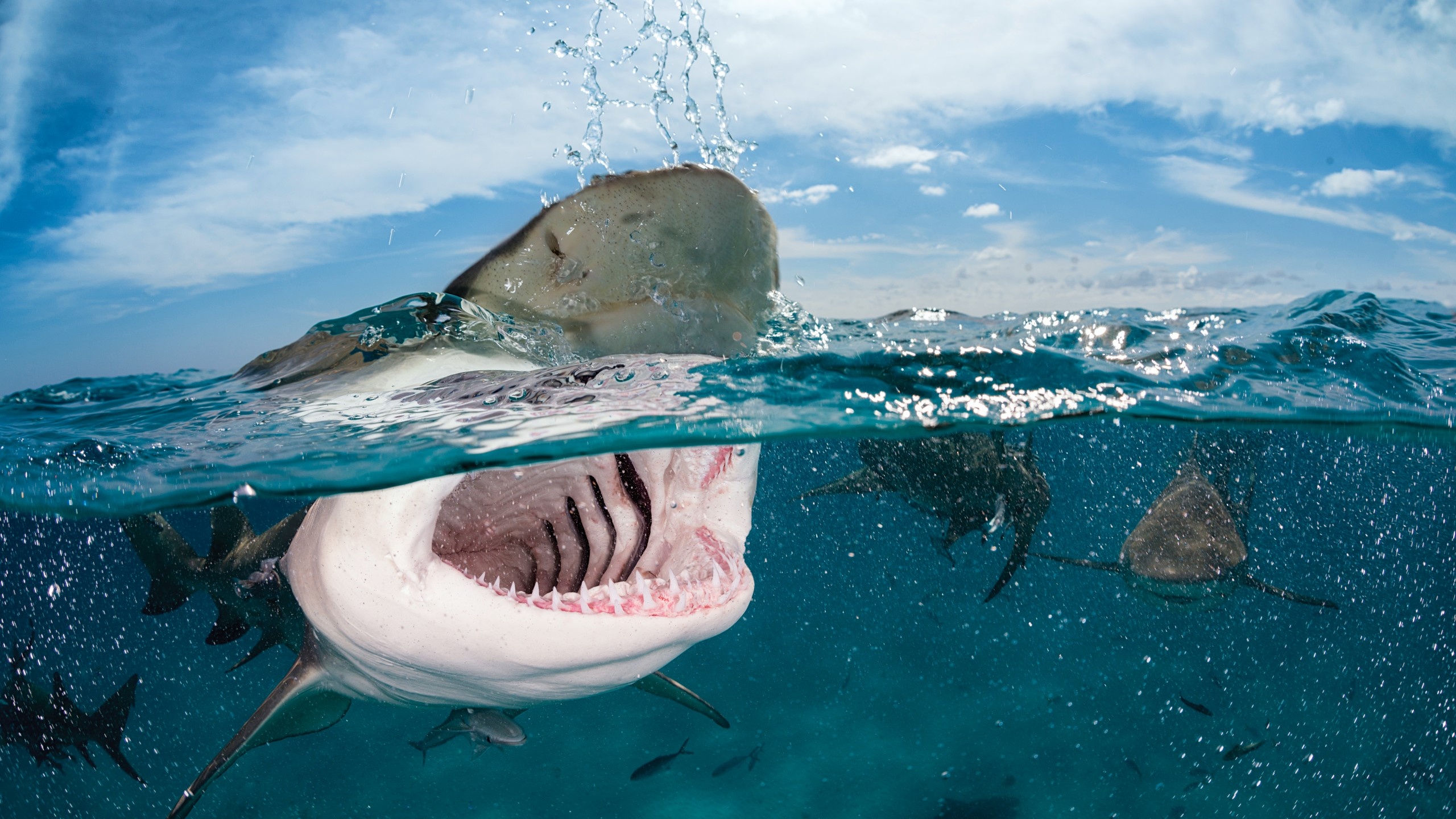 Great White Shark: Can sense tiny amounts of blood in the water up to 3 miles away. 2560x1440 HD Wallpaper.