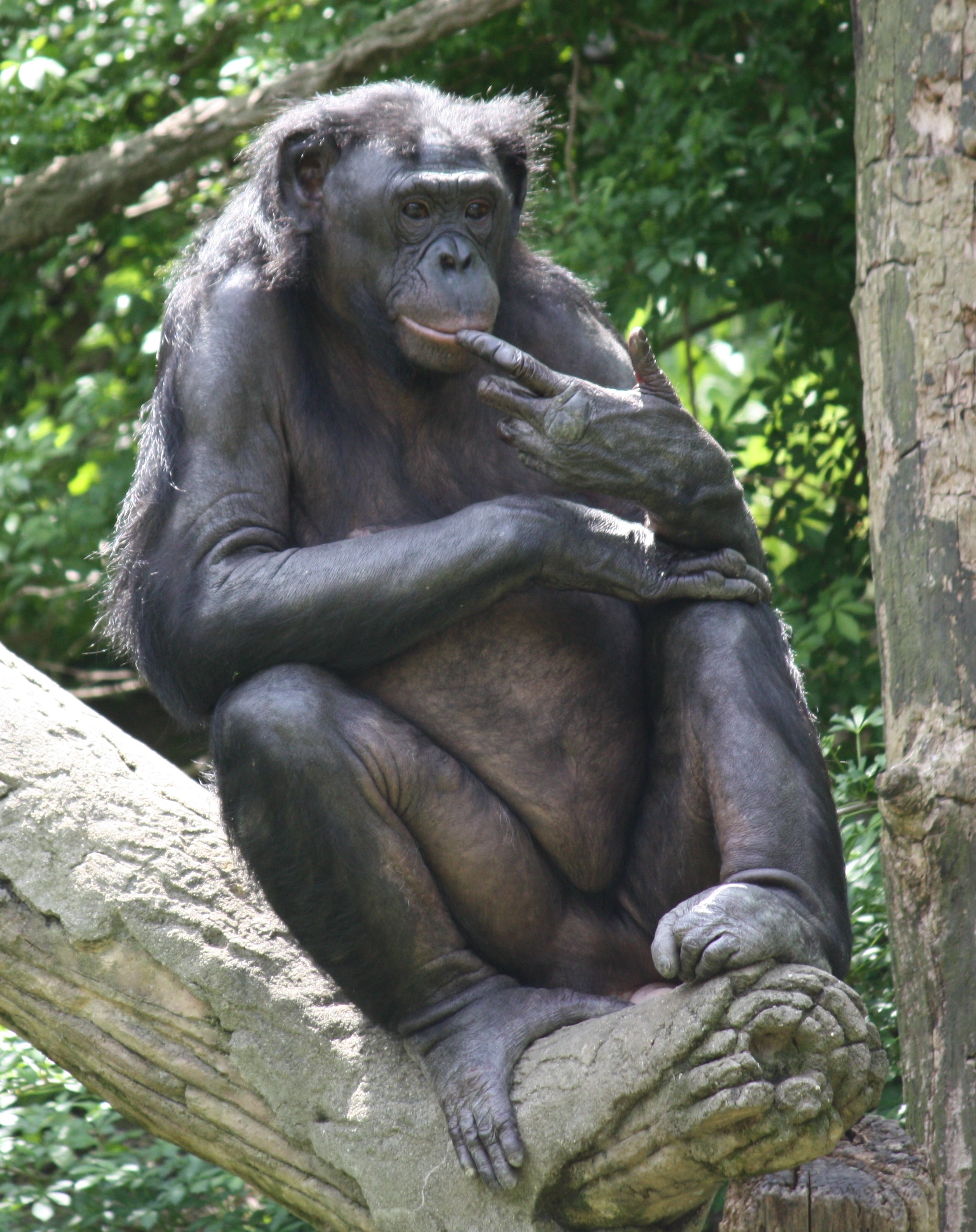 Bonobo, Captivating bonobo wallpapers, Stunning 4K animal imagery, Bonobos in high definition, 2120x2670 HD Phone