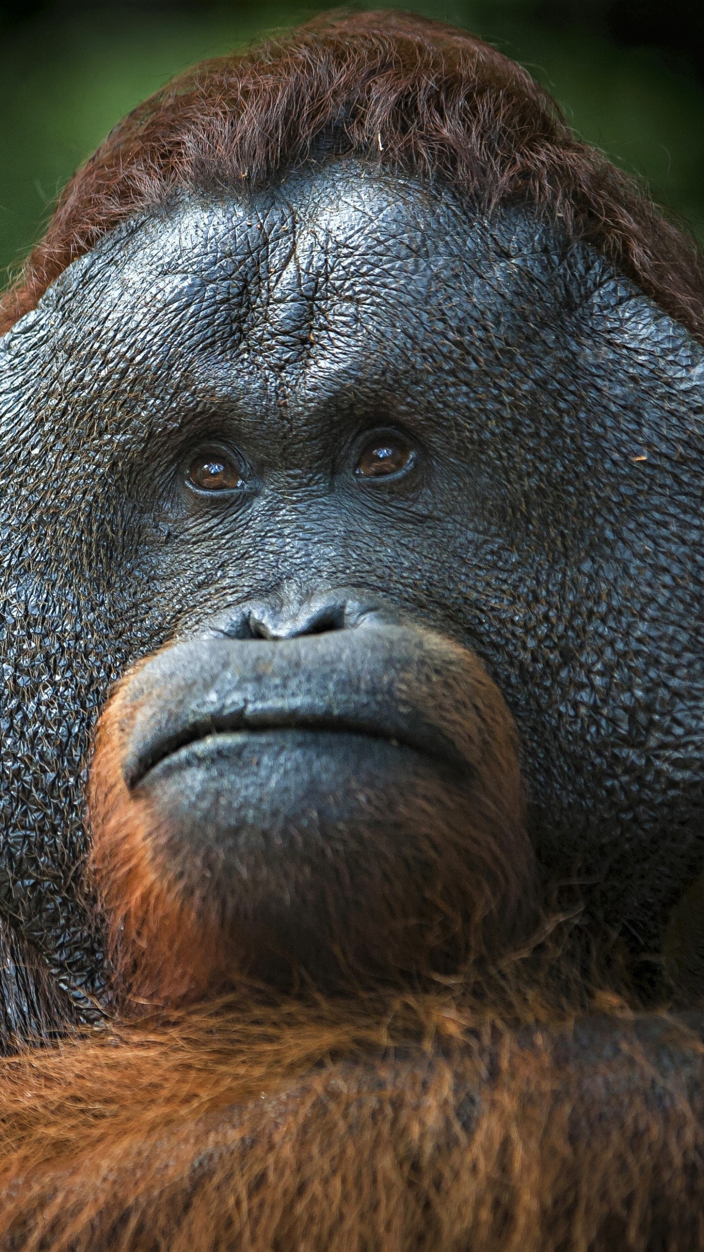 Orangutan, Brown fur, 4K wallpaper, Animal beauty, 1440x2560 HD Phone