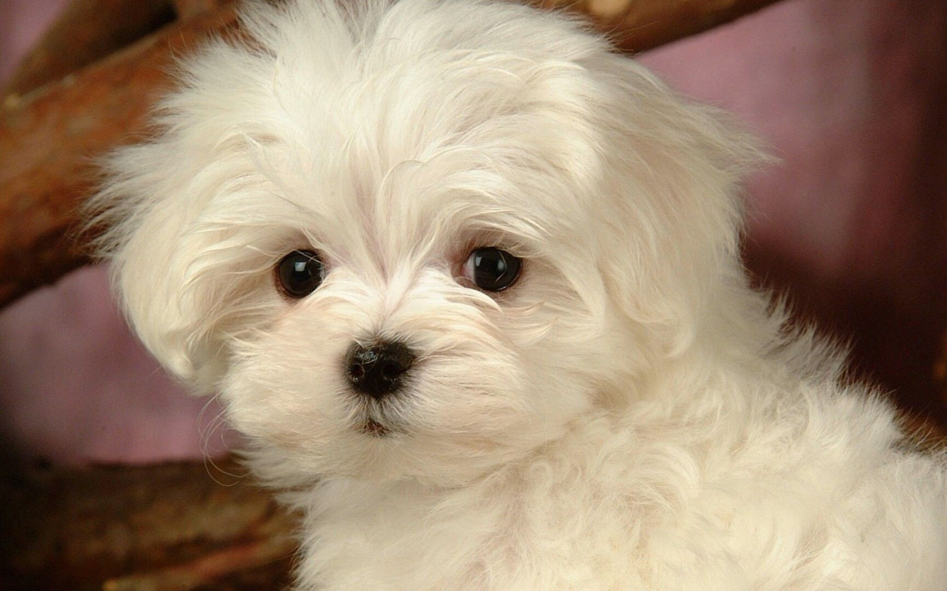 Bolognese Dog, Maltese puppies wallpapers, Top free, 1920x1200 HD Desktop