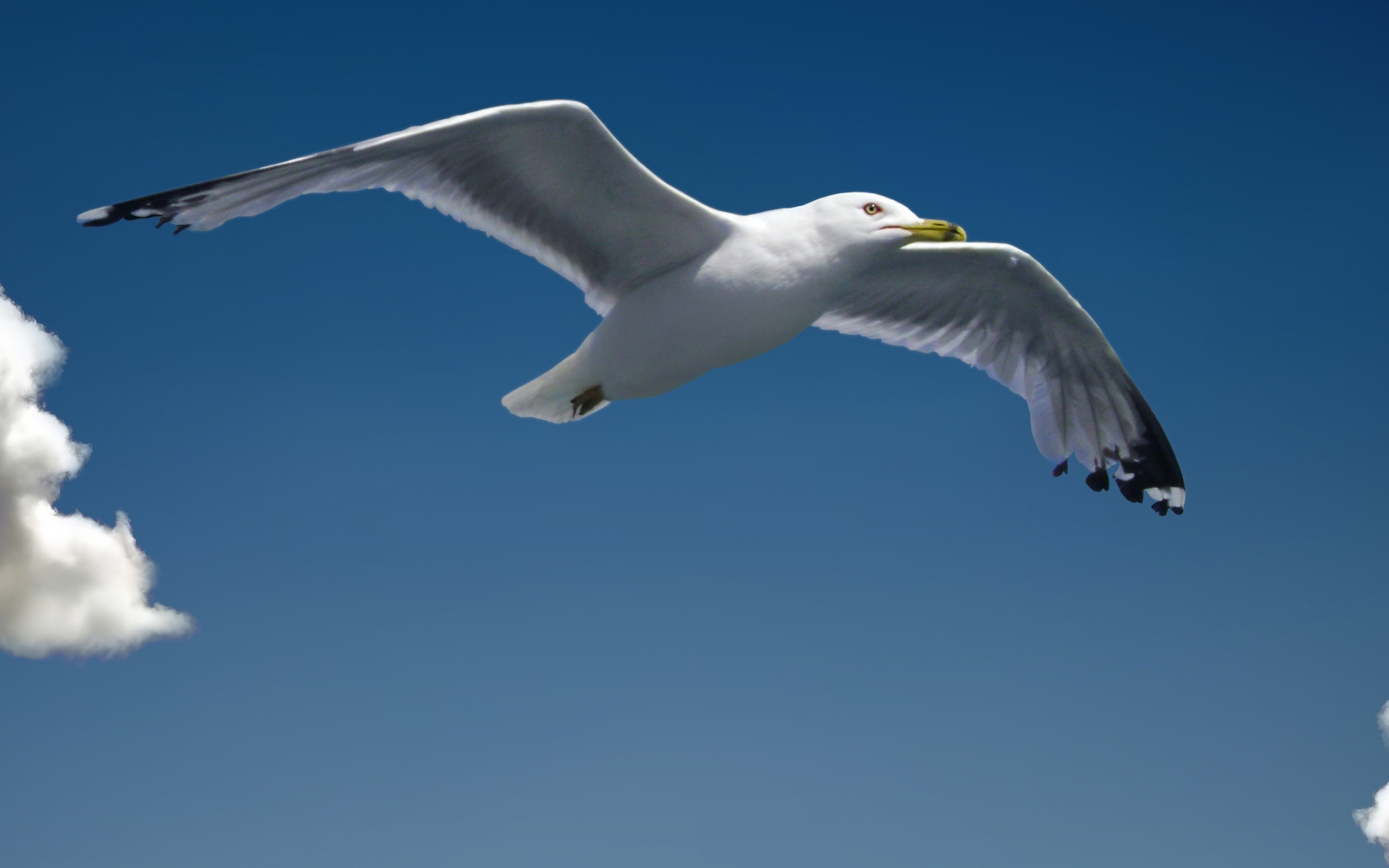 Ocean dwelling, Ornithology wonders, Seagull imagery, Scenic photography, 2560x1600 HD Desktop