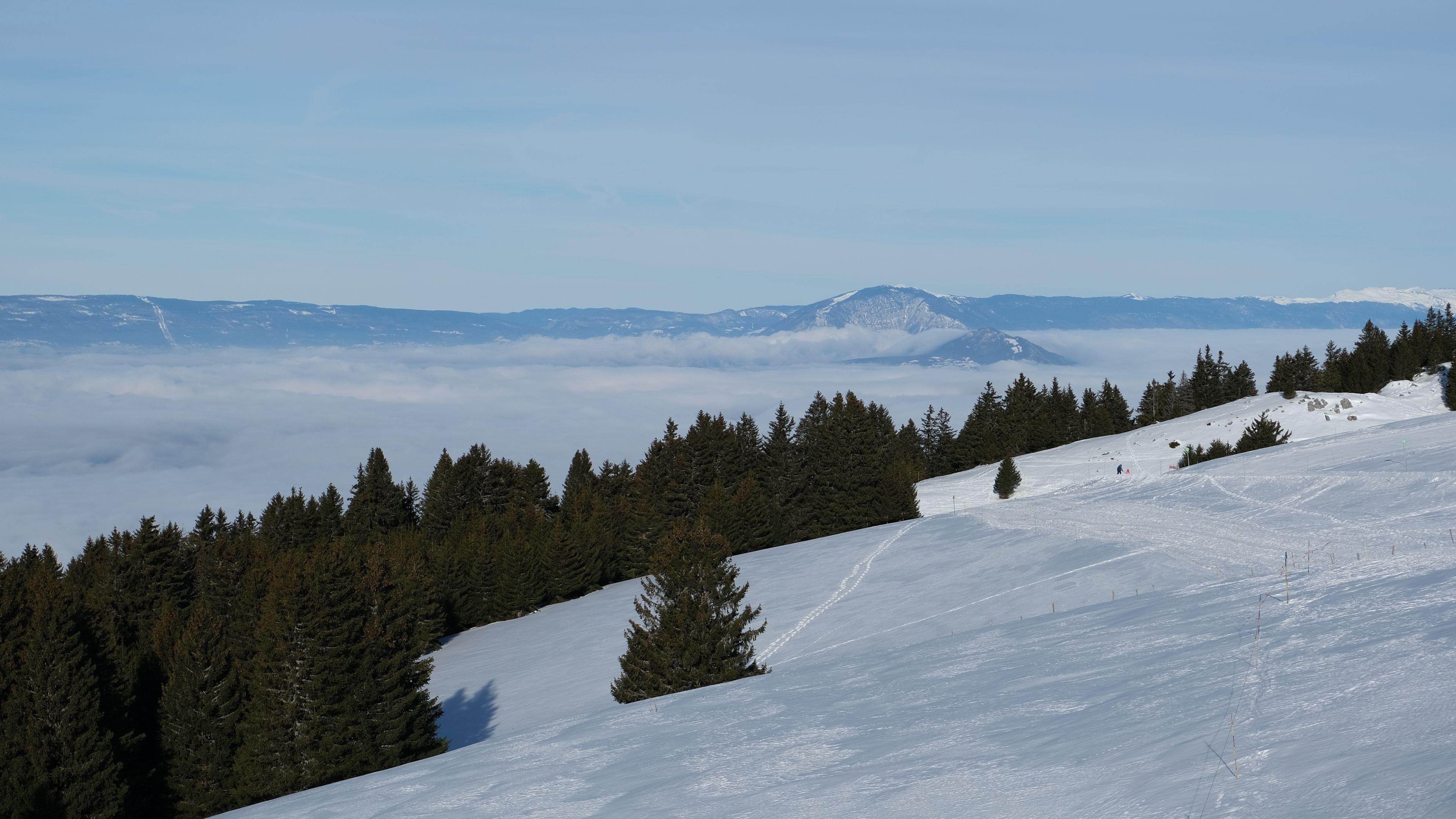 Green spruce trees, Snowy field, Mountain fog, Winter beauty, 3840x2160 4K Desktop