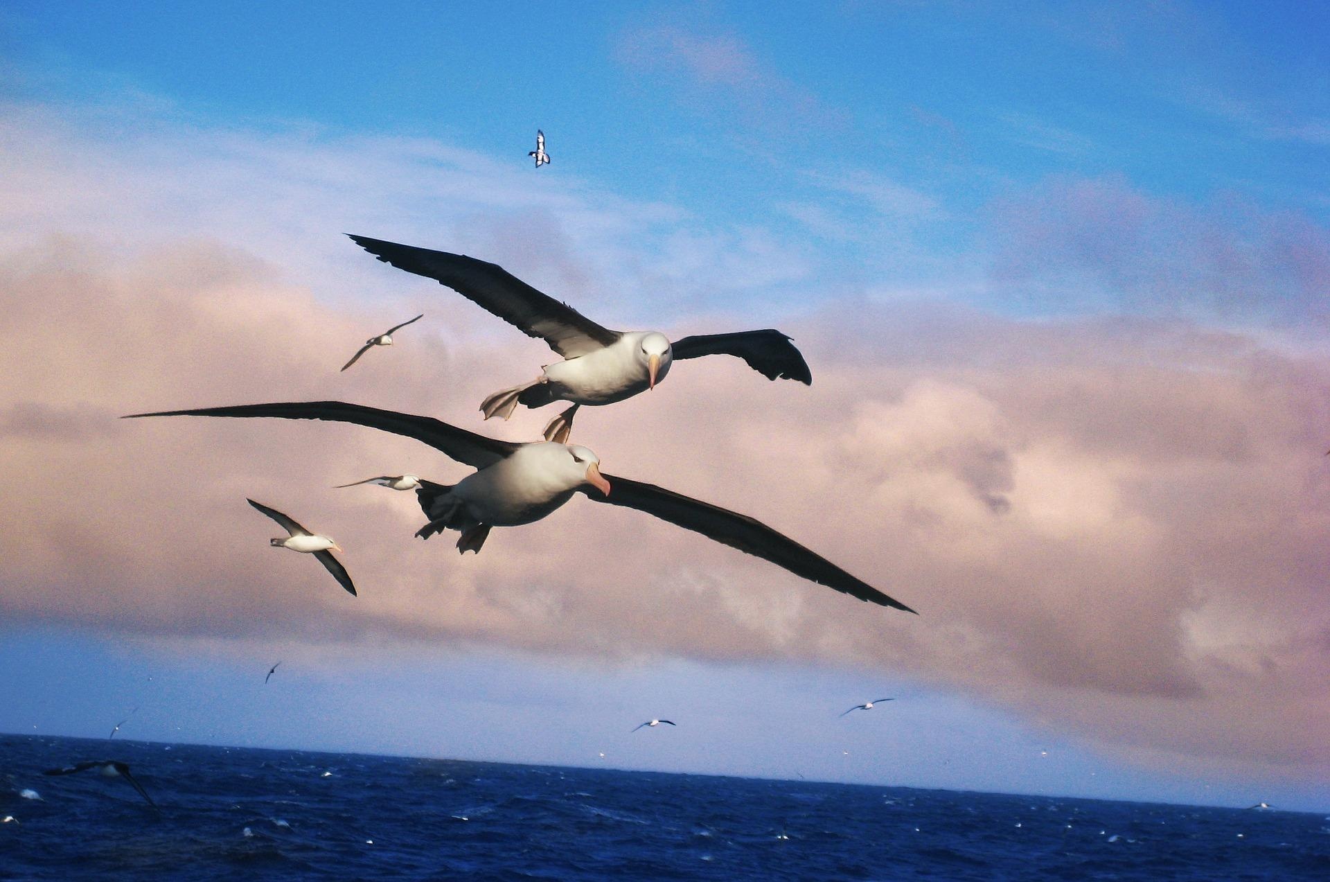 Albatross wallpapers, Graceful avian species, Oceanic glider, Bird in its natural habitat, 1920x1280 HD Desktop