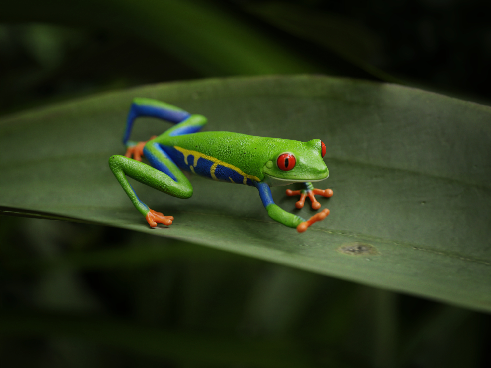 Red Eyed Tree Frog, Creative 3D artwork, CGsociety's awe, Magical creature, 2000x1500 HD Desktop