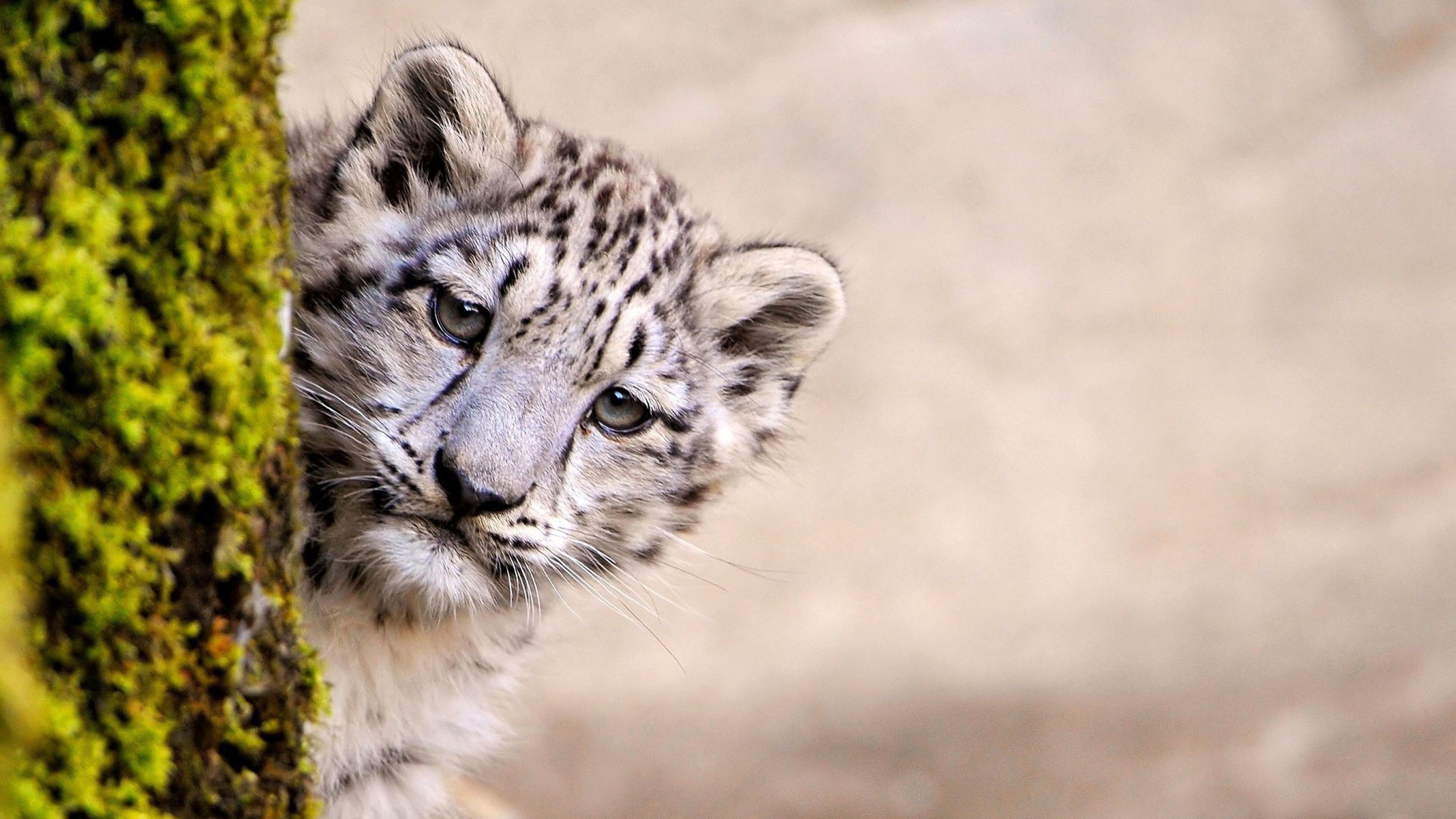 Snow Leopard, Top free, Backgrounds, 3840x2160 4K Desktop