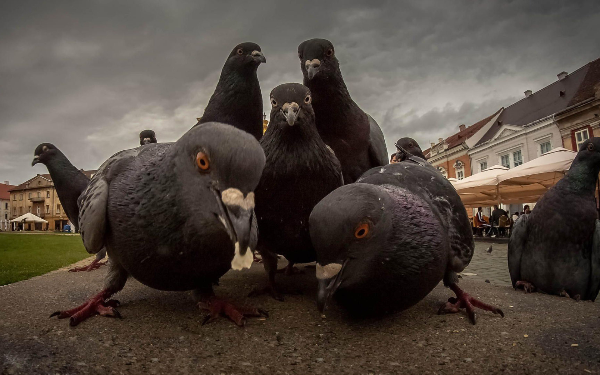 Pigeon: Social birds and often gather in flocks, especially during migration. 1920x1200 HD Background.