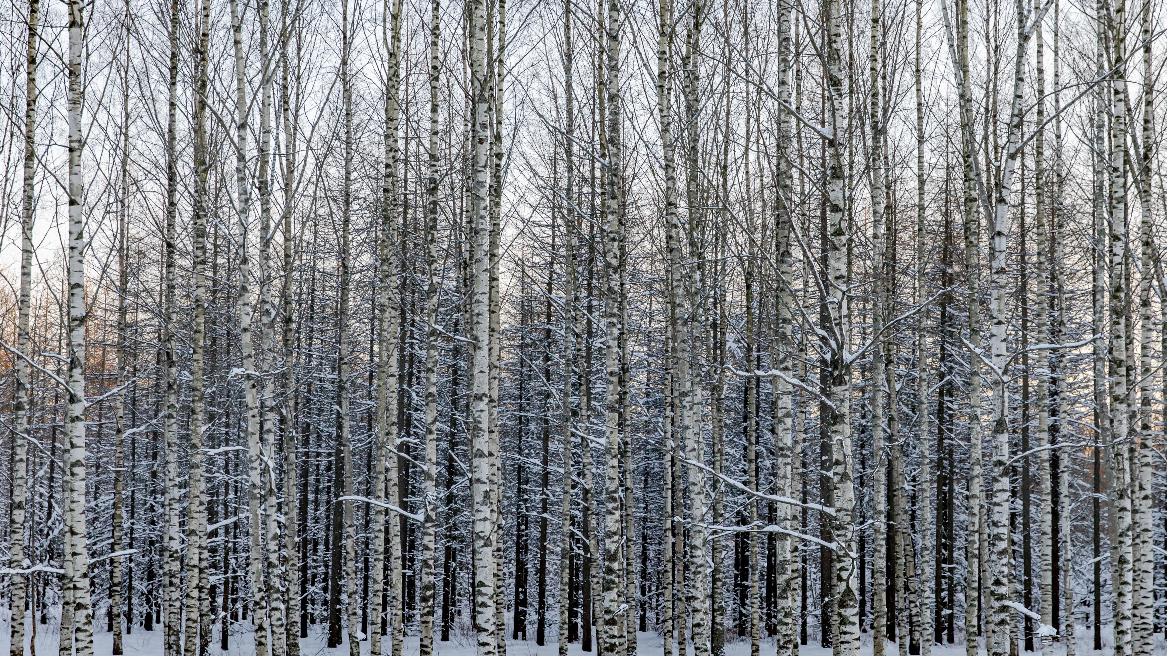 Forest birch trees, Snow winter, Nature, HD, 3840x2160 4K Desktop