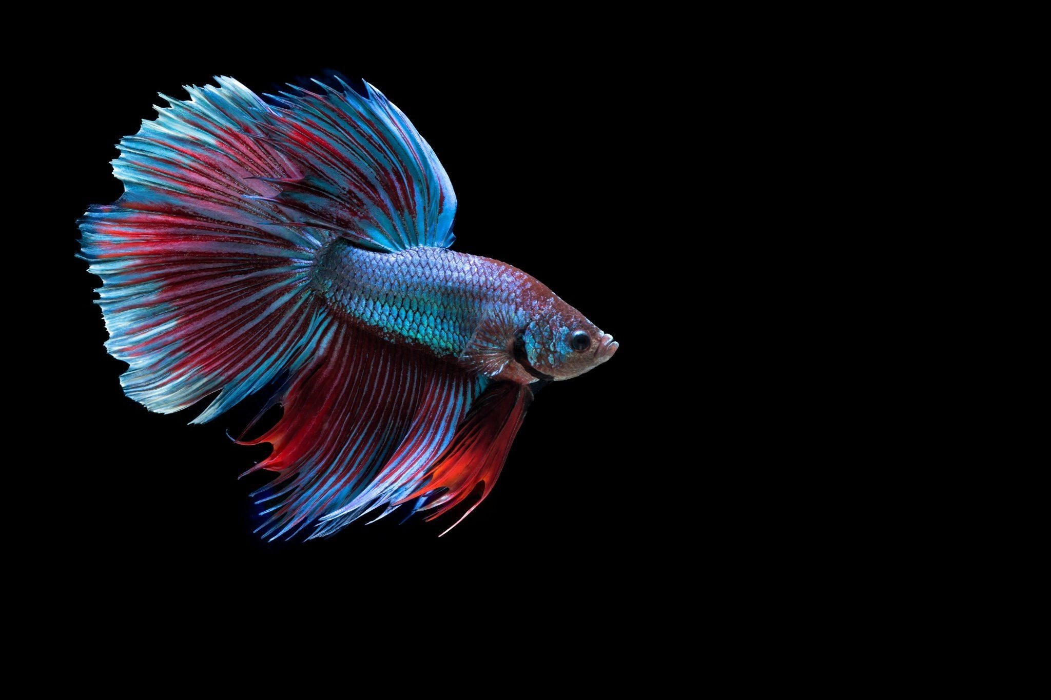 Betta wallpapers collection, Elegance and grace, Colorful Siamese fighting fish, Captivating aquatic photography, 2050x1370 HD Desktop
