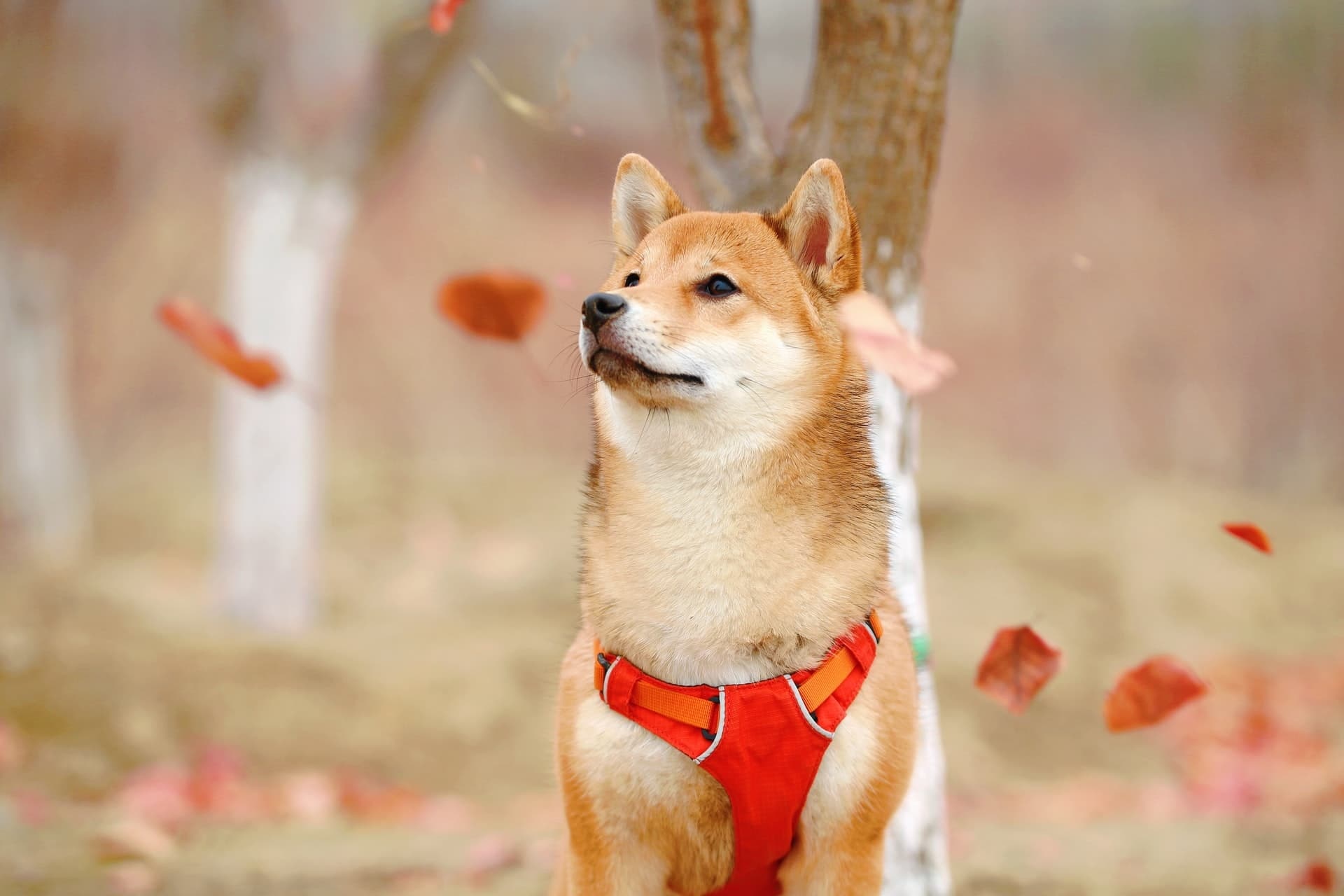Japanese dog breeds, Unique companions, Cultural icons, Canine admiration, 1920x1280 HD Desktop