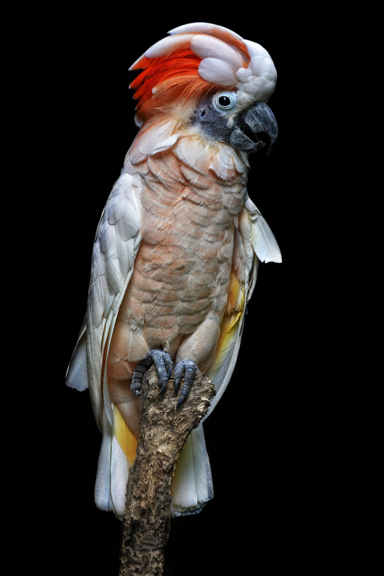 Cockatoo: Exotic Birds Ideas. 1340x2000 HD Wallpaper.