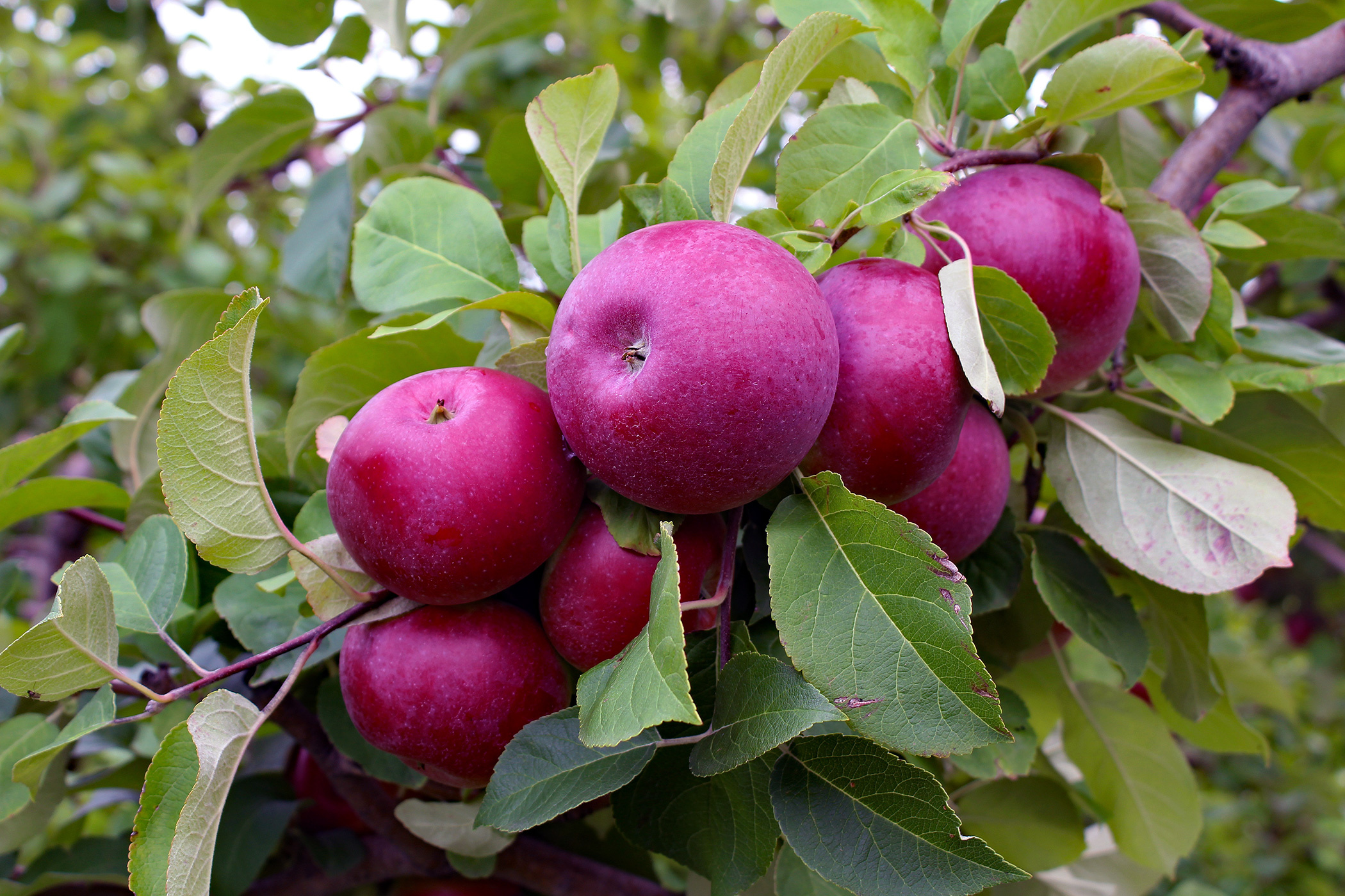 Apple Tree, Super dwarf red delicious apple, Plantnet Australia, 2100x1400 HD Desktop