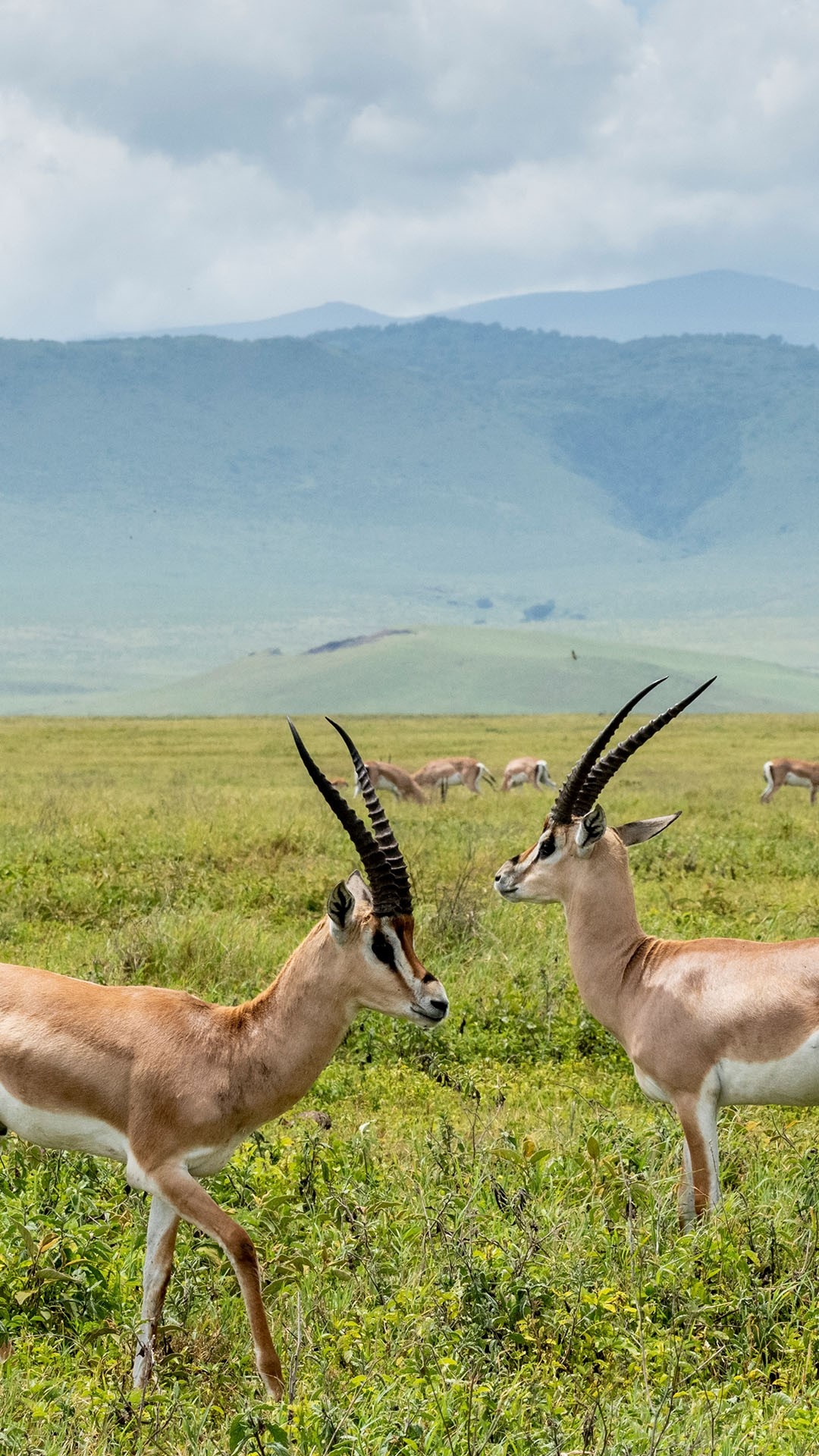 Male Grant's Gazelles, Ngorongoro Crater, Tanzania, 1080x1920 Full HD Handy