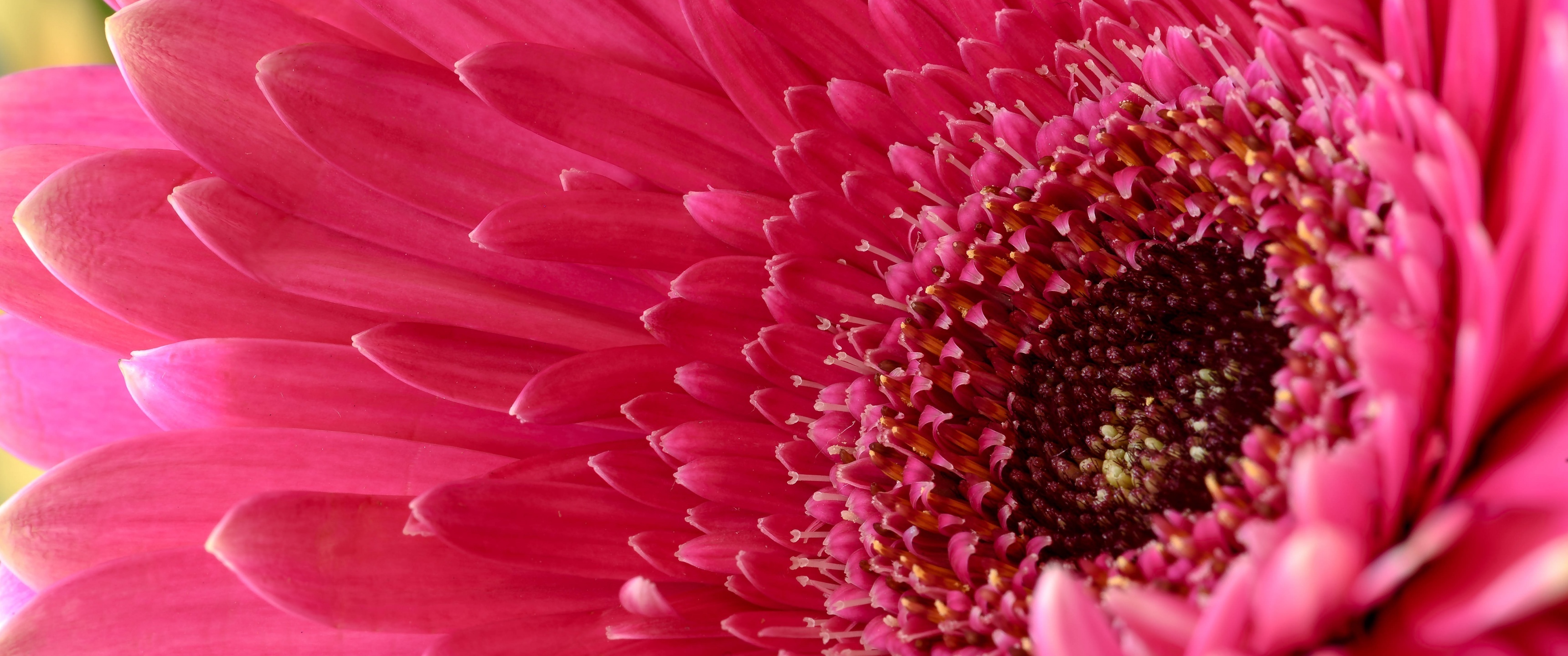 Gerbera Daisy: Tender perennials that can be grown outdoors as annuals in almost any climate. 3440x1440 Dual Screen Wallpaper.