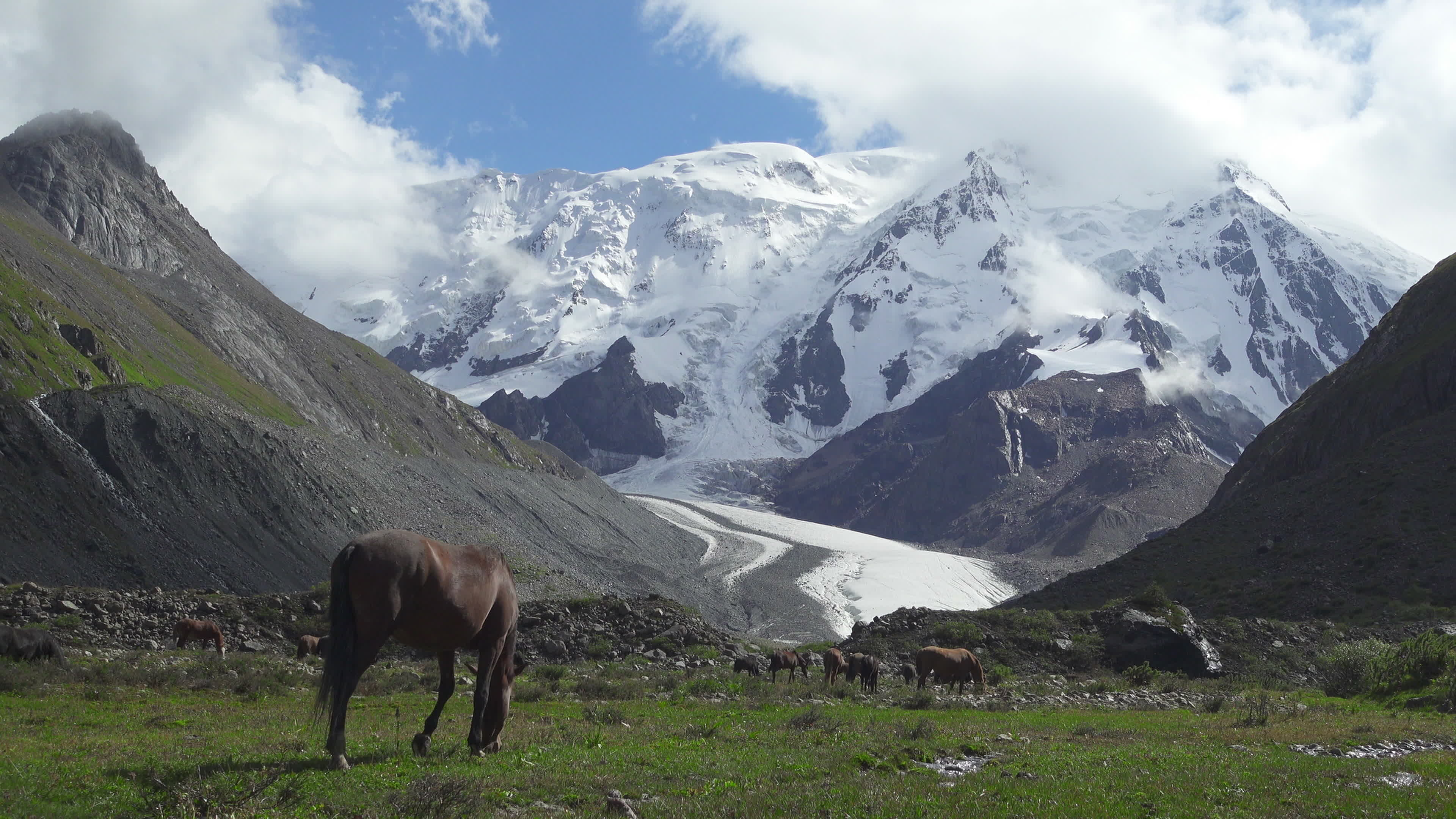 Wild horses, Snowy mountains, Tian Shan, Kyrgyzstan, 3840x2160 4K Desktop
