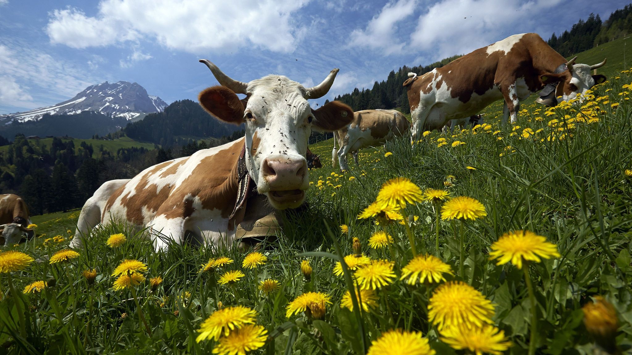 Swiss cows, 4K HD, Swiss cows backgrounds, 2050x1160 HD Desktop