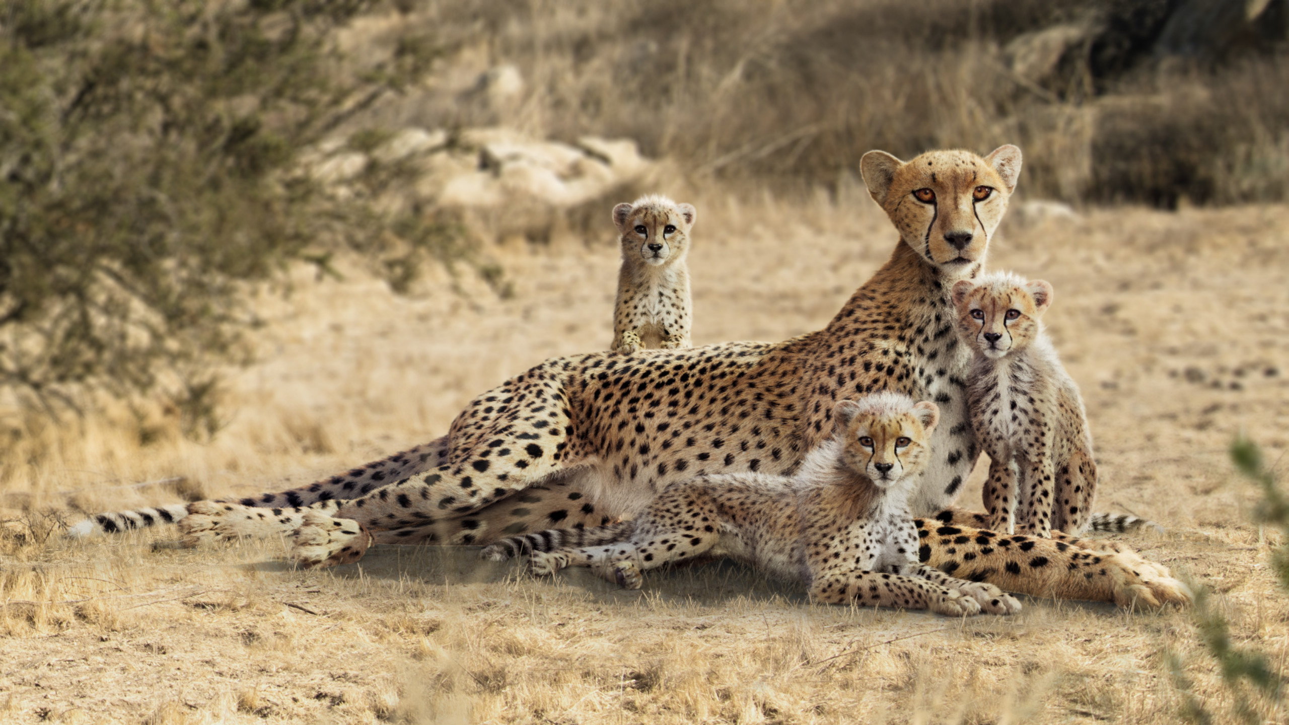Cheetah and young cheetah, Artistic portrayal, Endearing scene, Emotional connection, 2560x1440 HD Desktop