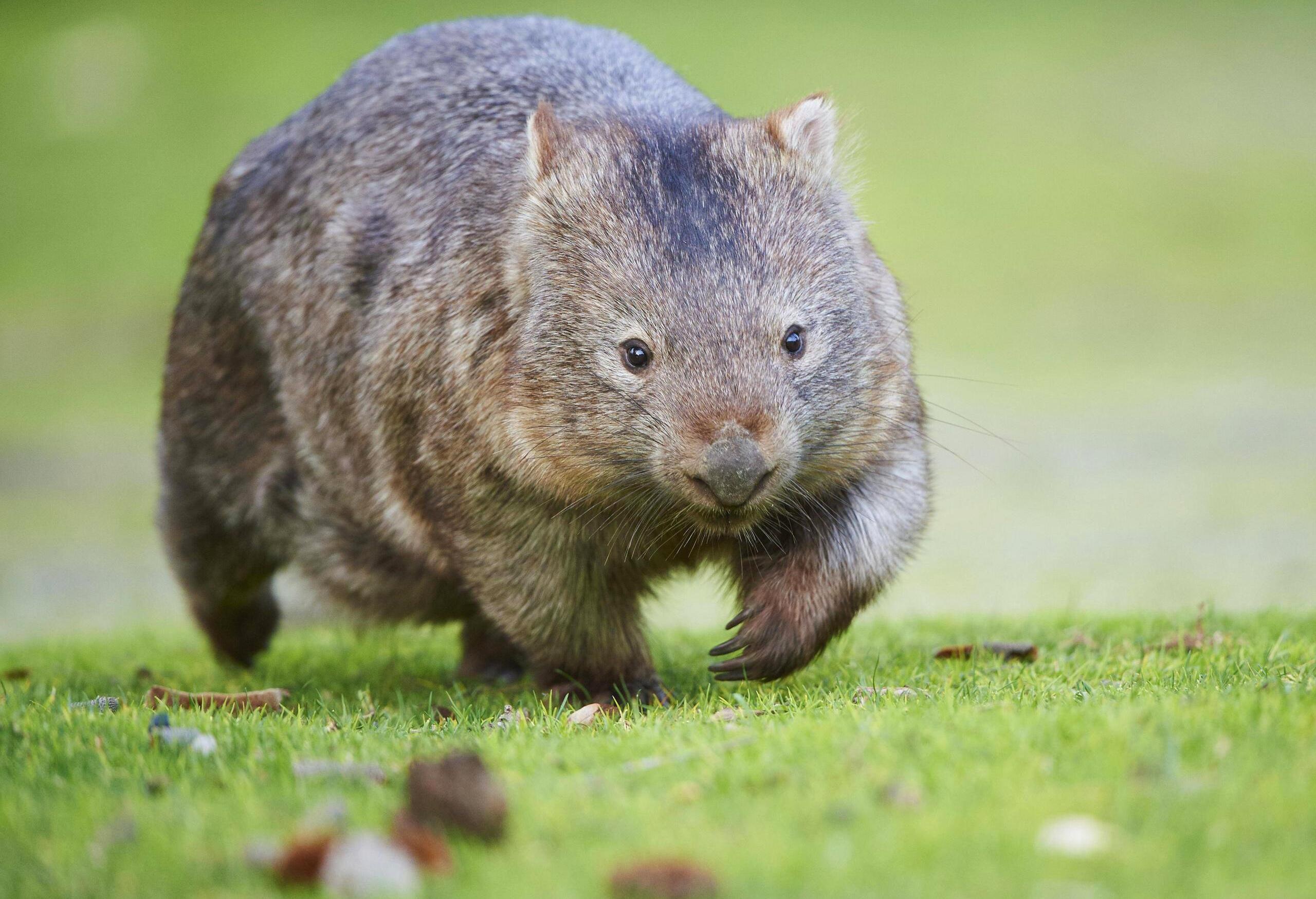Elsie the wombat, Funny animal moments, RAnimalsBeingDerps, 2560x1750 HD Desktop