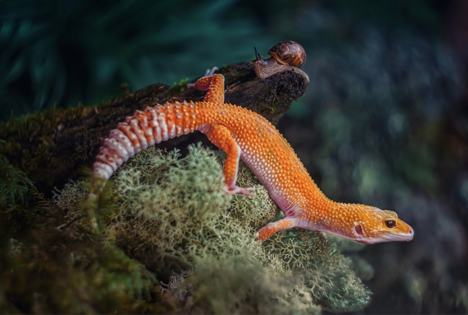 Gecko: Eublepharis macularius, The first domesticated species of lizard. 1920x1300 HD Background.