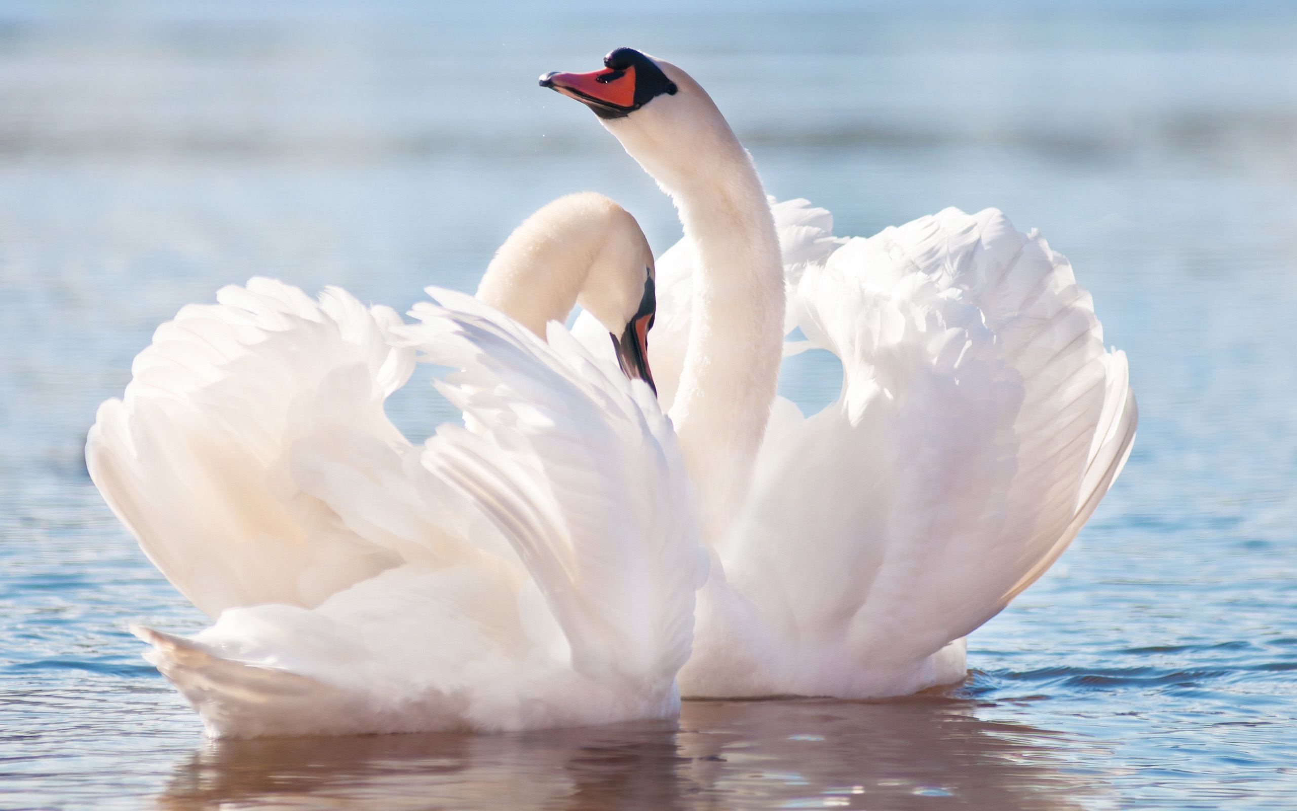 Swan, Animals, Native birds, Wildlife, 2560x1600 HD Desktop
