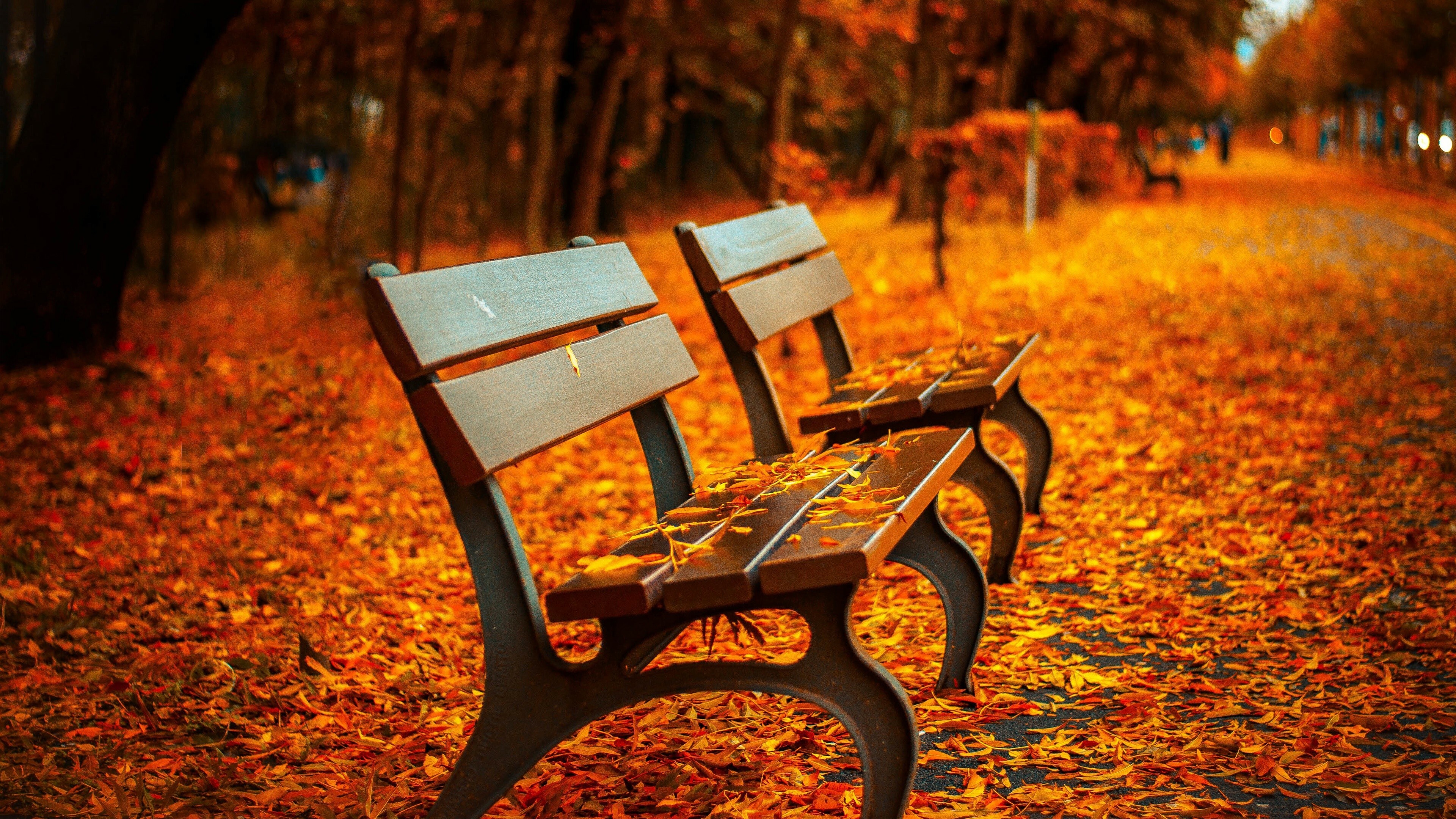 Park, Herbstlicher Sonnenuntergang im Park, Ruhevolle goldene Farben, Fesselnde 4K-Kulisse, 3840x2160 4K Desktop